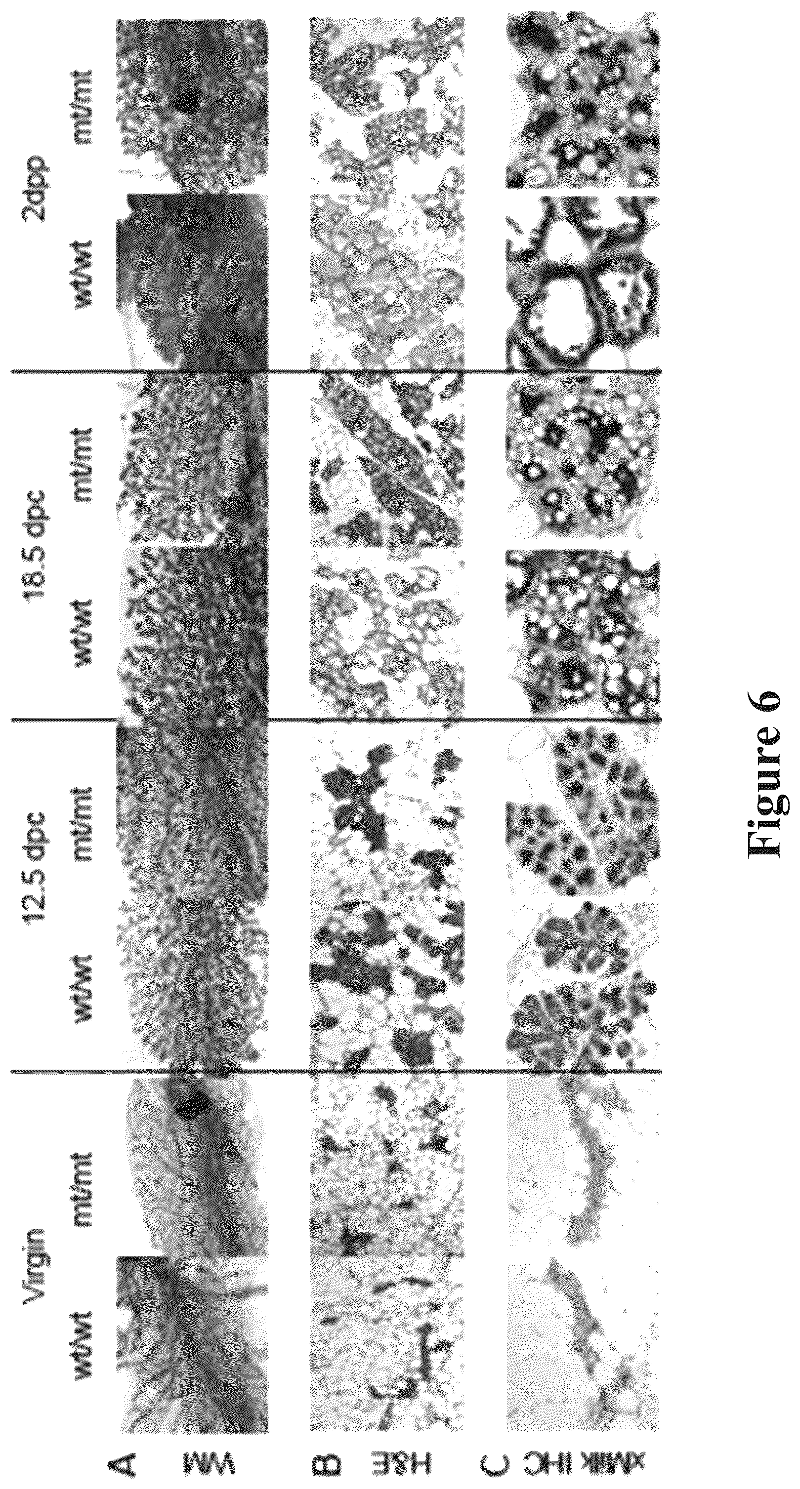 Patent US12090165 Figure 7 – Methods for reducing or shutting down lactation in non-human mammals and reagents therefor