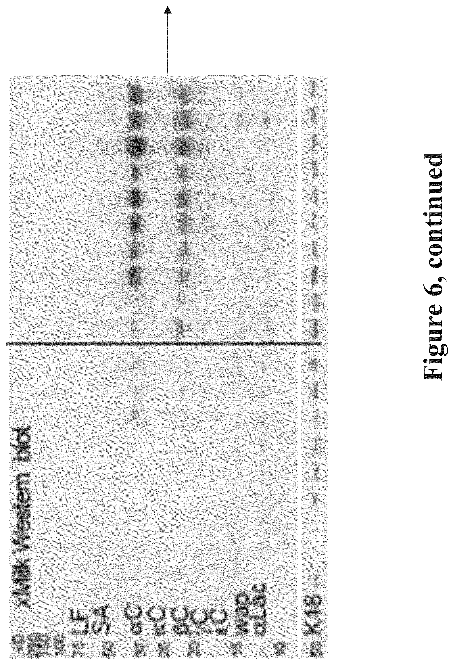 Patent US12090165 Figure 8 – Methods for reducing or shutting down lactation in non-human mammals and reagents therefor
