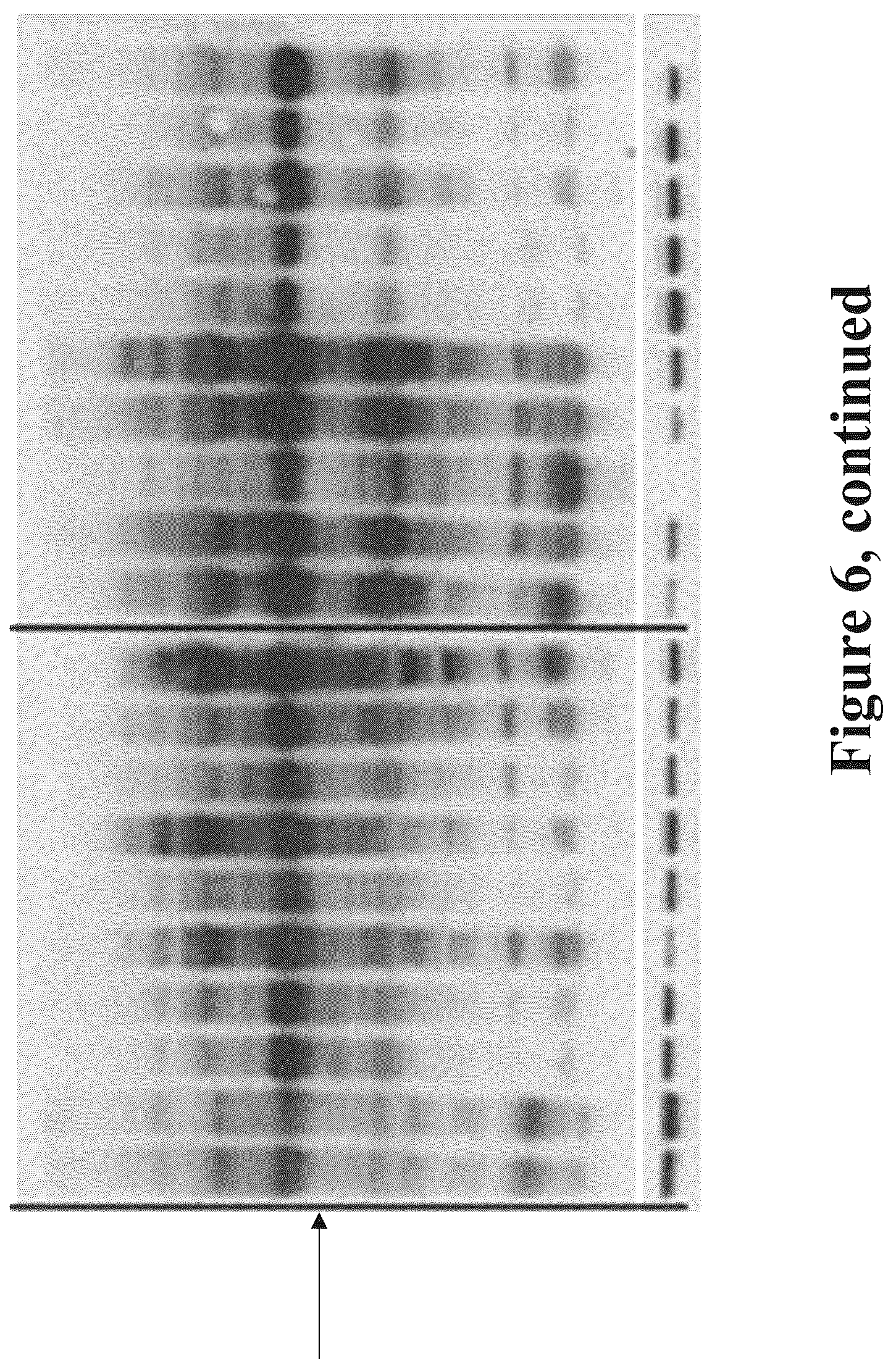 Patent US12090165 Figure 9 – Methods for reducing or shutting down lactation in non-human mammals and reagents therefor