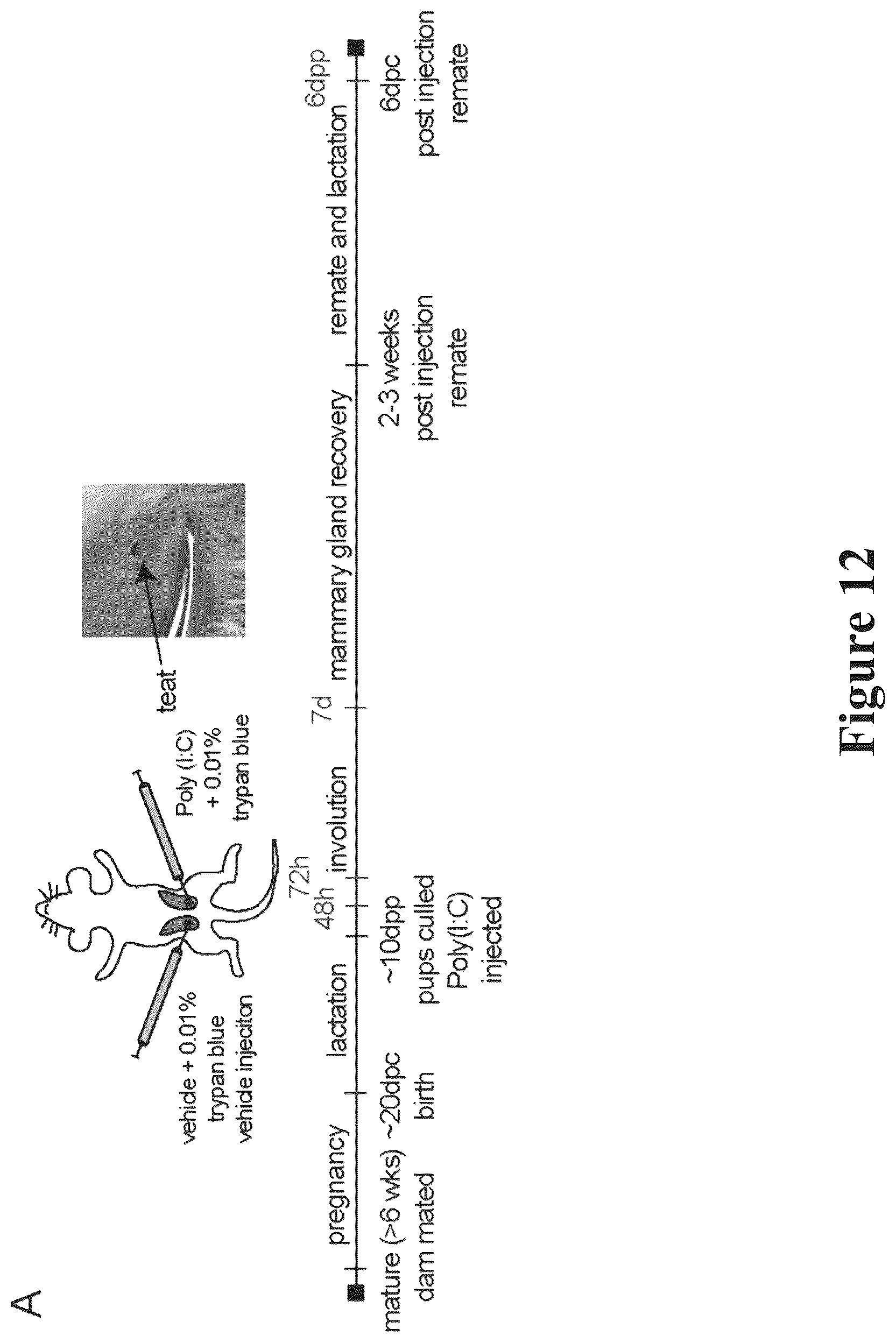 Patent US12090165 Figure 20 – Methods for reducing or shutting down lactation in non-human mammals and reagents therefor