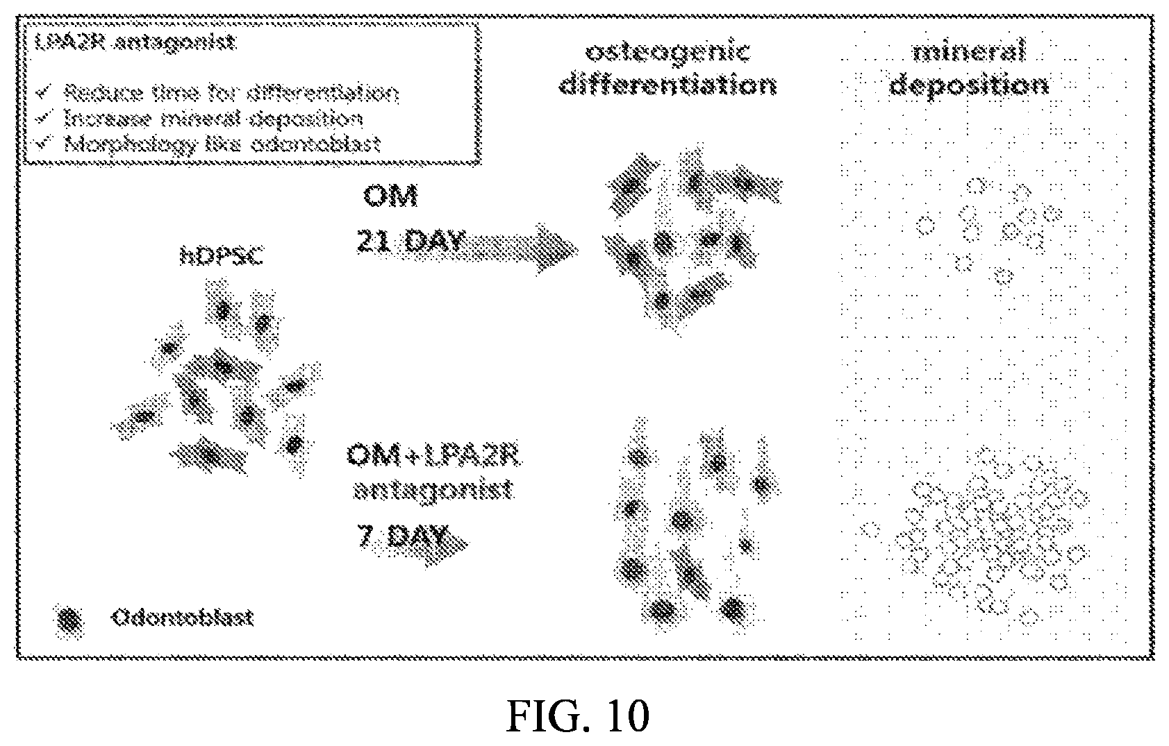 Patent US12090166 Figure 10 – Pharmaceutical composition for preventing or treating dentin-dental pulp disease or periodontal disease, containing LPAR2 inhibitor