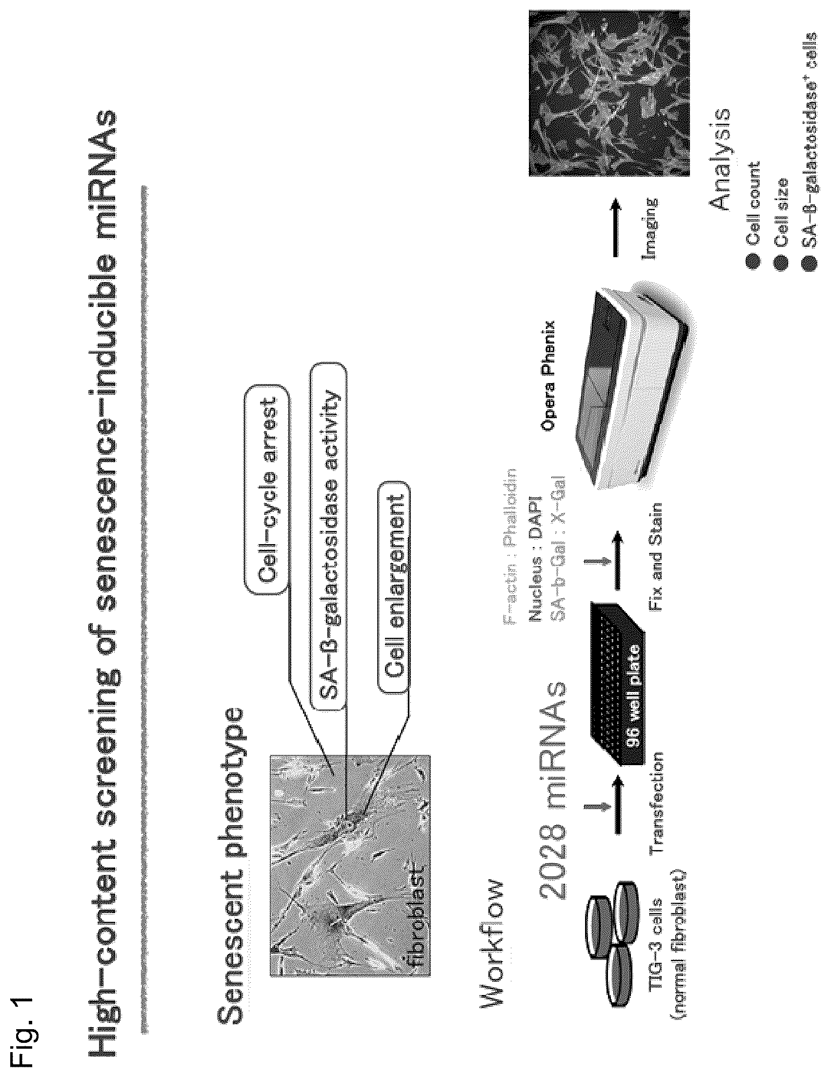 Patent US12090167 Figure 1 – Therapeutic pharmaceutical composition for cancer including miRNA