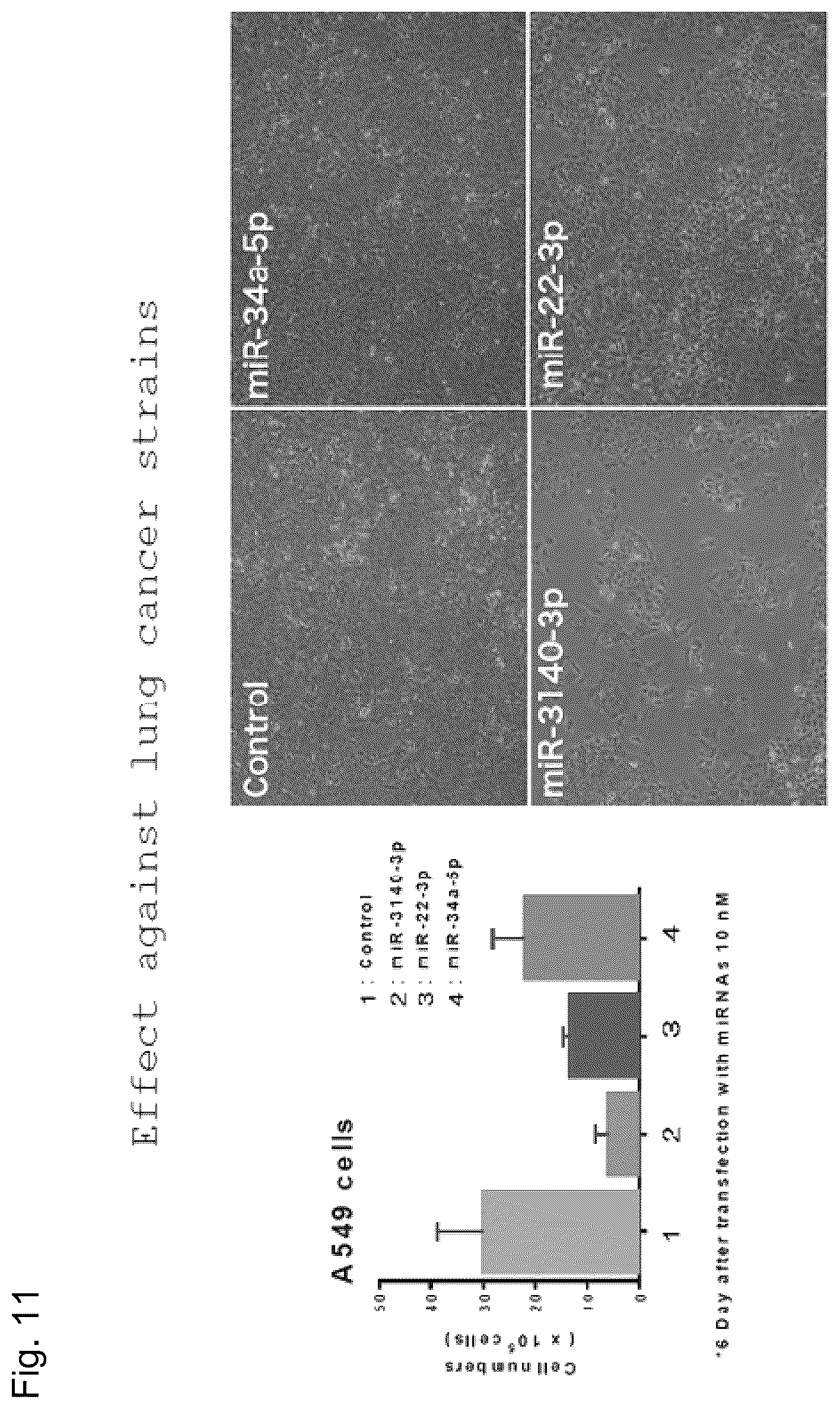 Patent US12090167 Figure 11 – Therapeutic pharmaceutical composition for cancer including miRNA