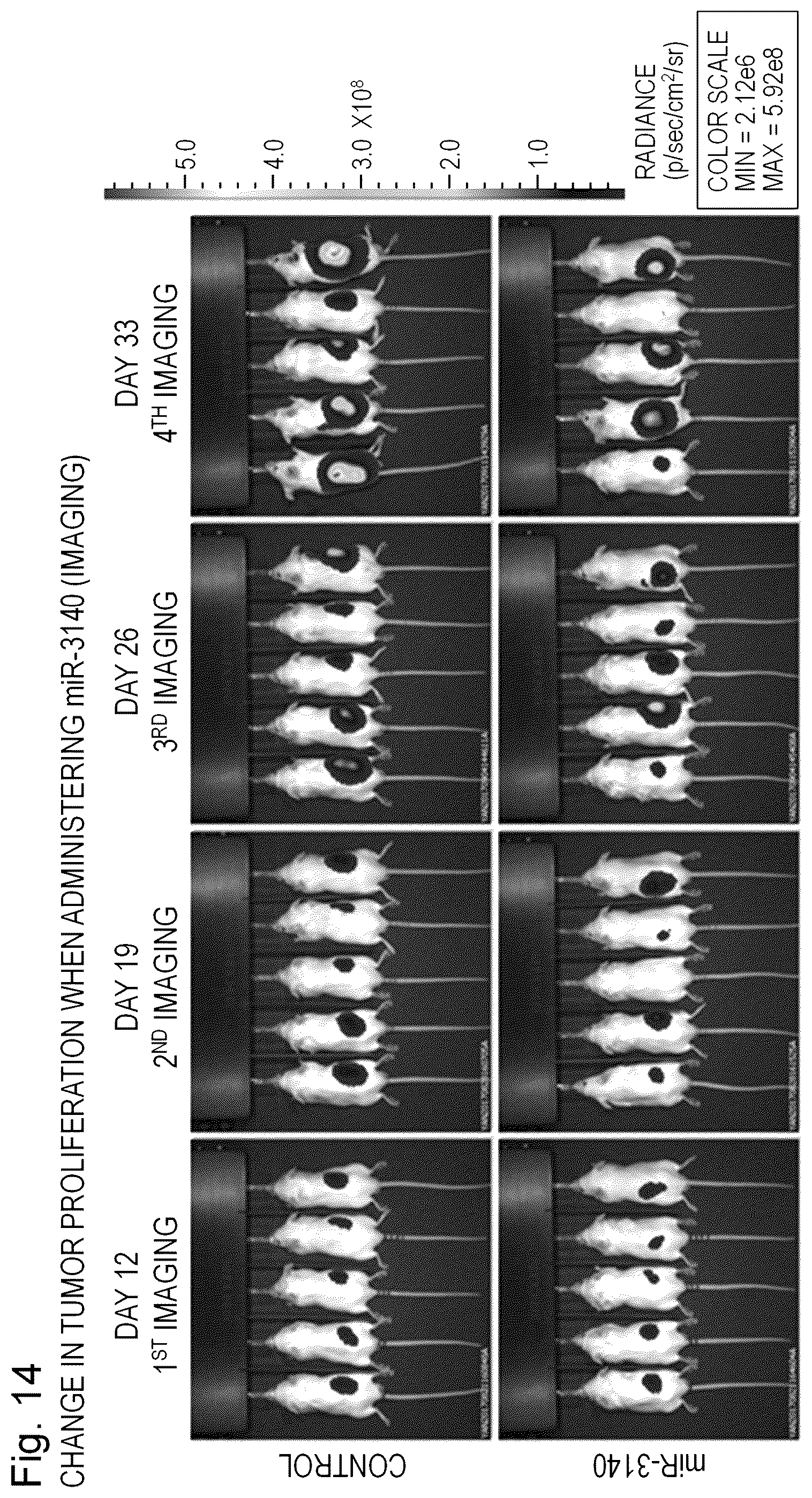 Patent US12090167 Figure 14 – Therapeutic pharmaceutical composition for cancer including miRNA