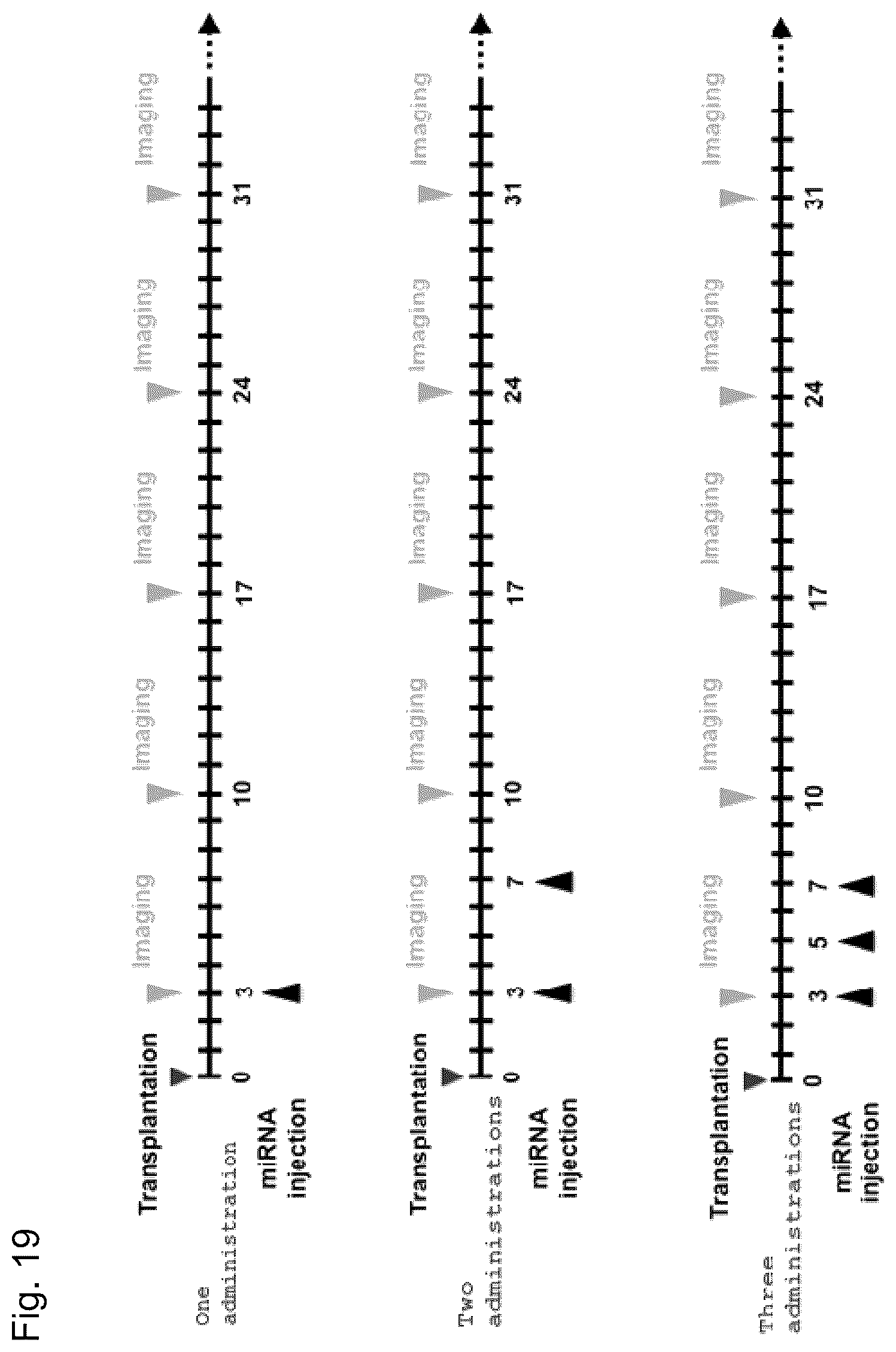 Patent US12090167 Figure 19 – Therapeutic pharmaceutical composition for cancer including miRNA