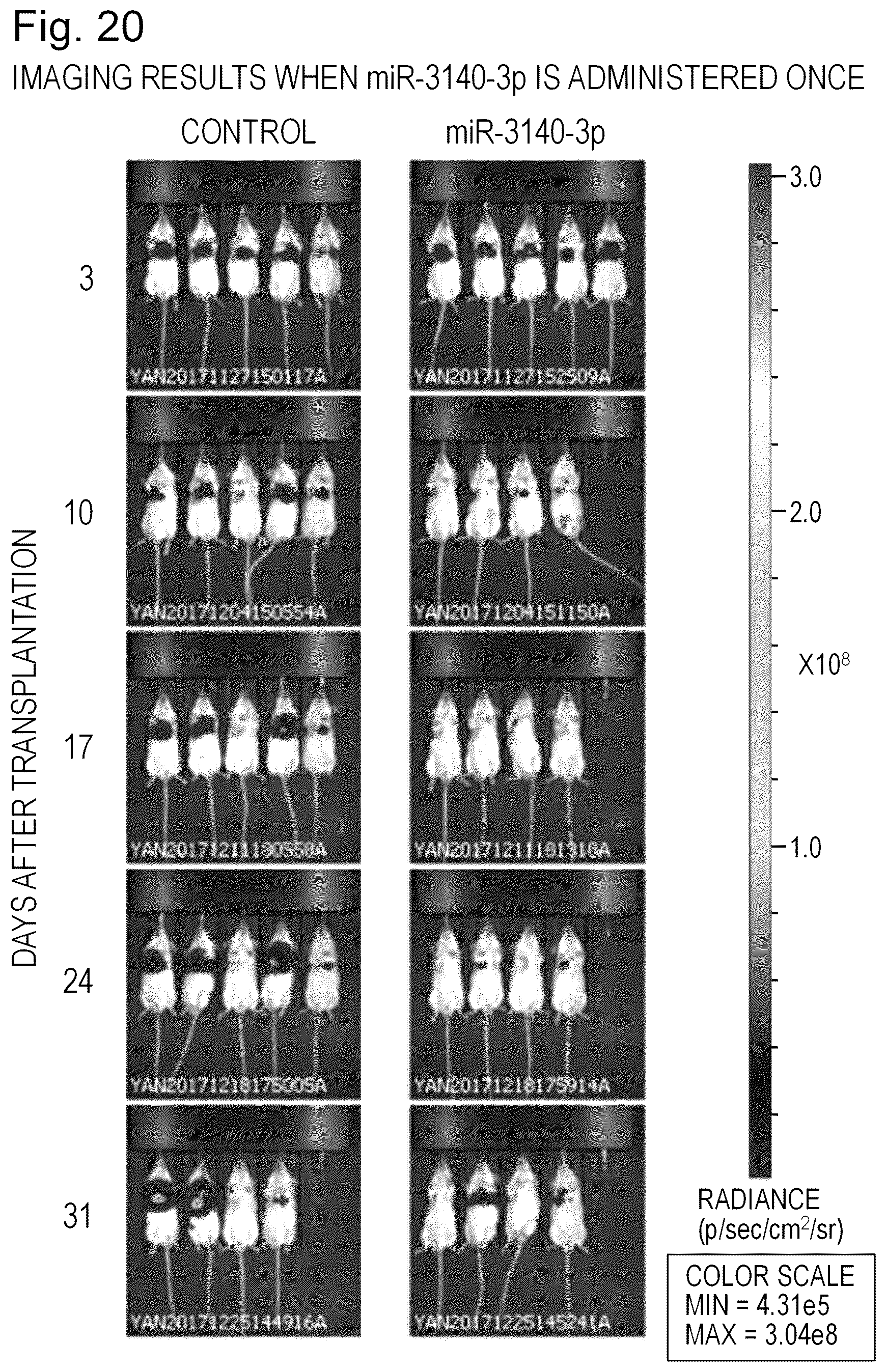 Patent US12090167 Figure 20 – Therapeutic pharmaceutical composition for cancer including miRNA