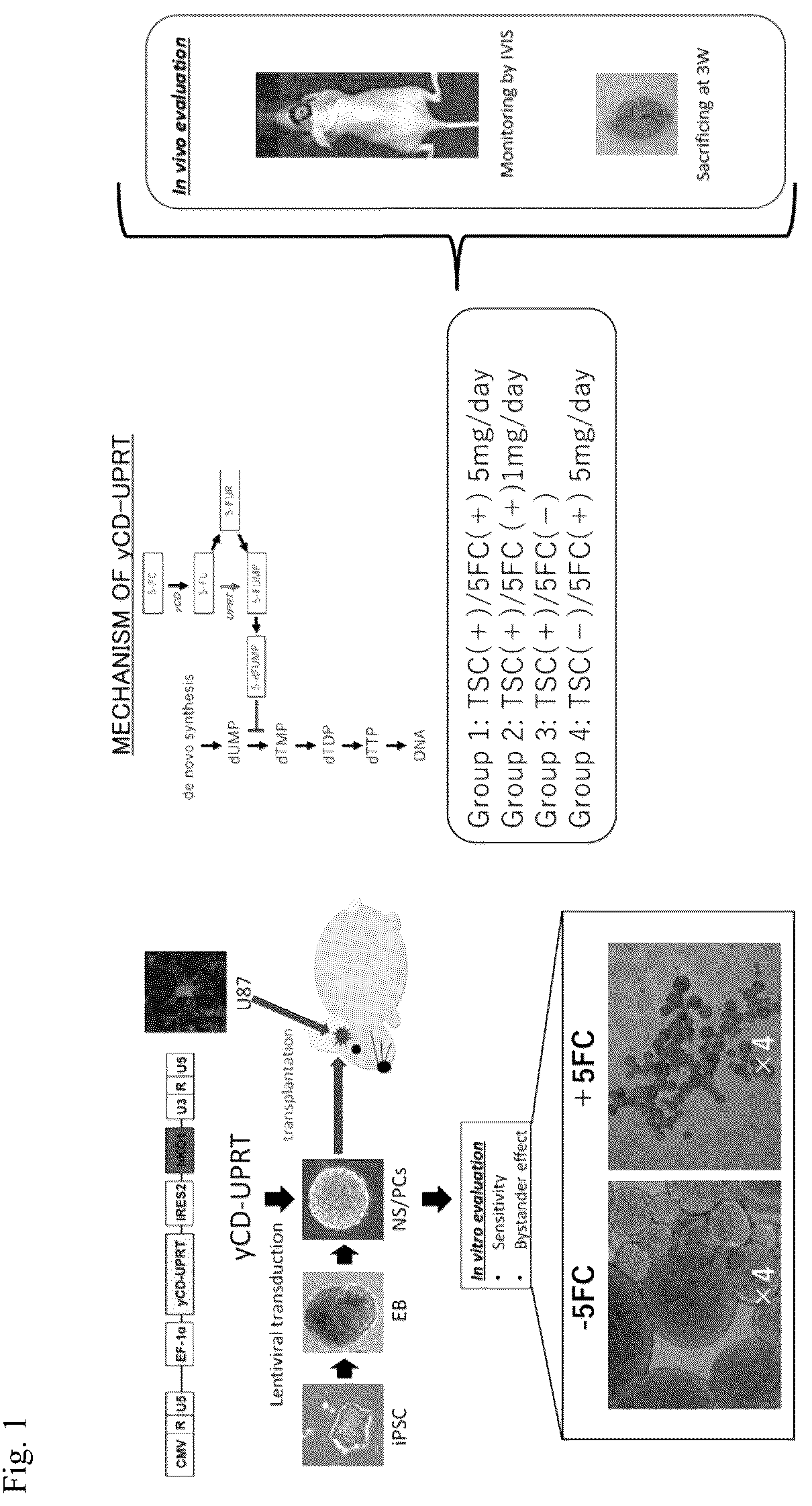 Patent US12090172 Figure 1 – Suicide gene therapeutic agent for brain tumors using pluripotent stem cell