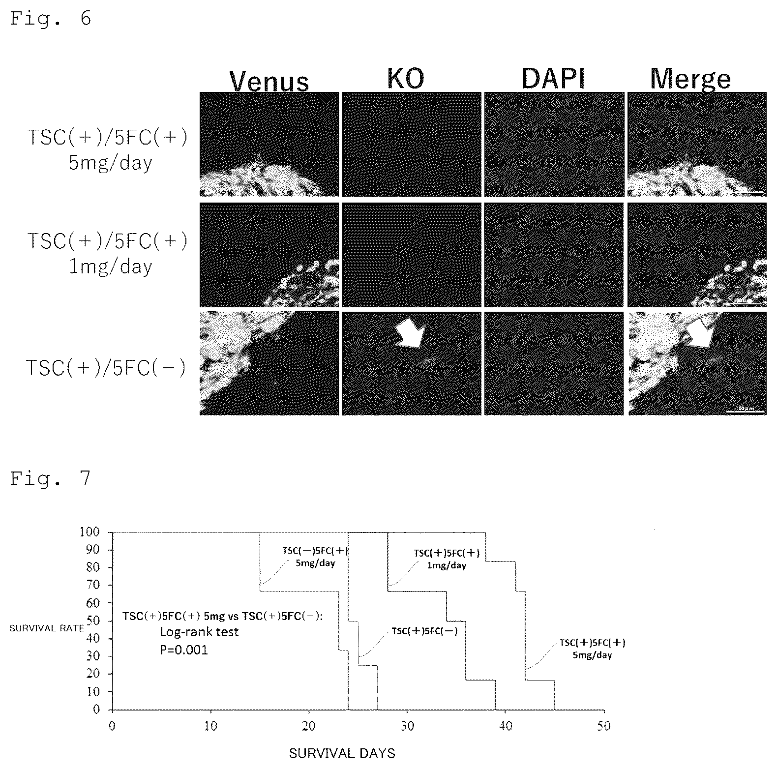 Patent US12090172 Figure 4 – Suicide gene therapeutic agent for brain tumors using pluripotent stem cell