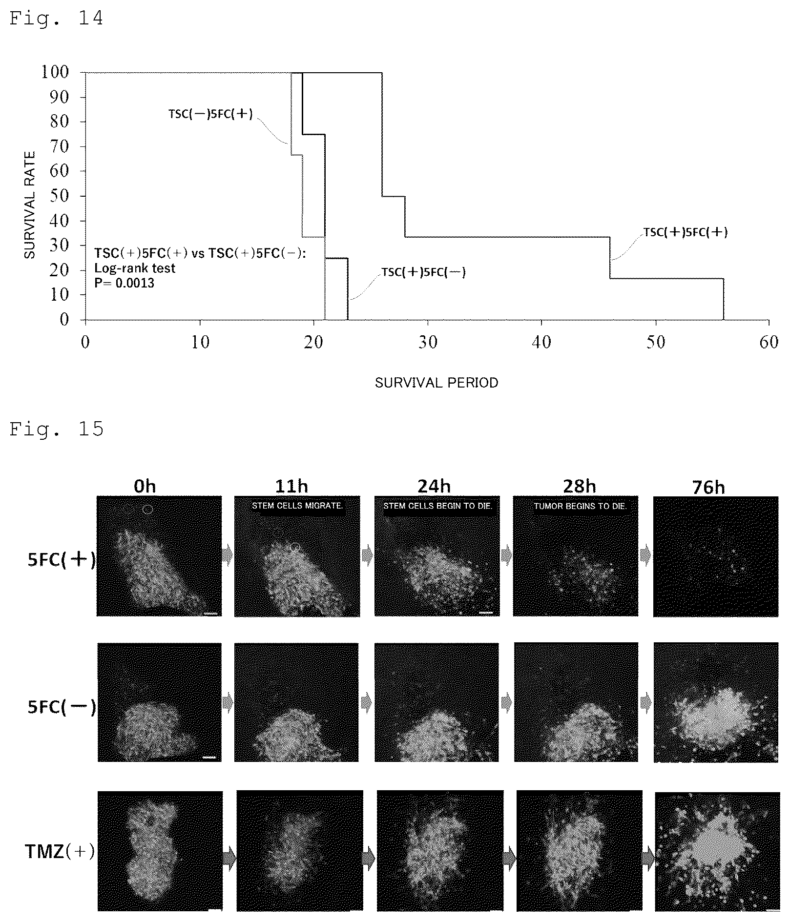 Patent US12090172 Figure 8 – Suicide gene therapeutic agent for brain tumors using pluripotent stem cell