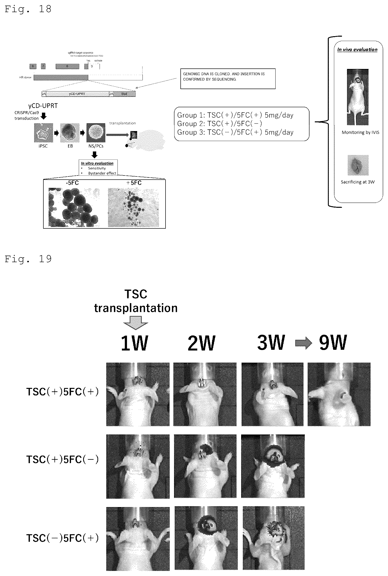 Patent US12090172 Figure 10 – Suicide gene therapeutic agent for brain tumors using pluripotent stem cell
