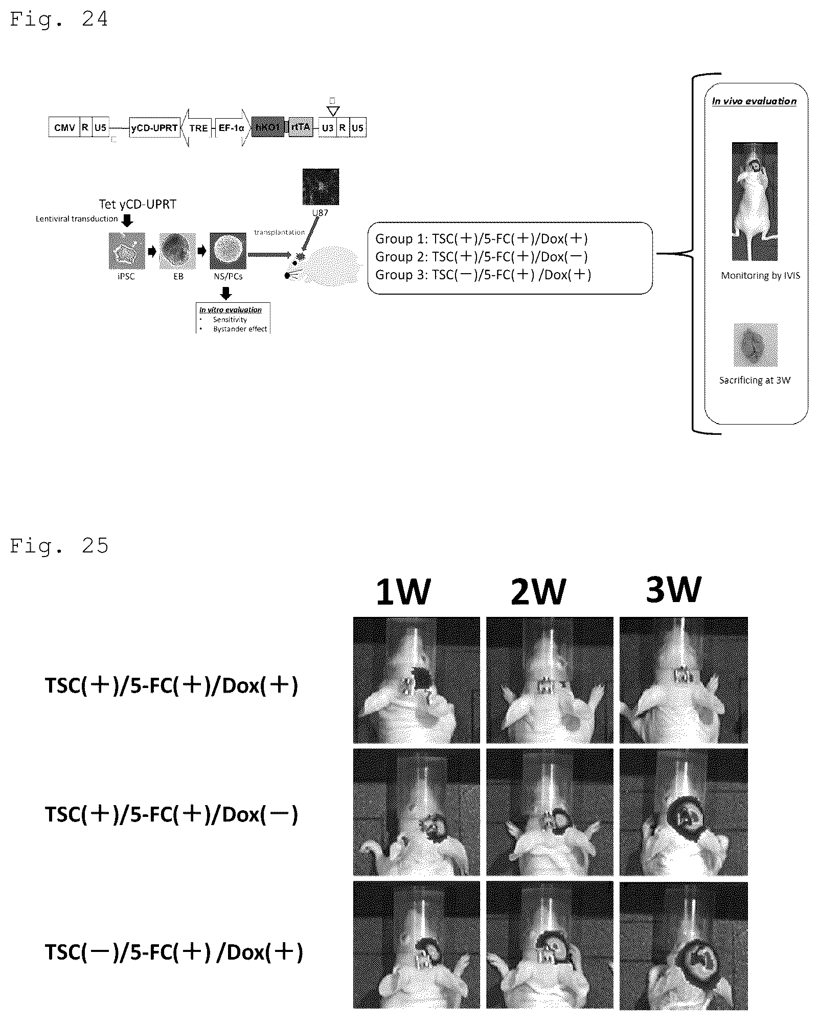 Patent US12090172 Figure 13 – Suicide gene therapeutic agent for brain tumors using pluripotent stem cell