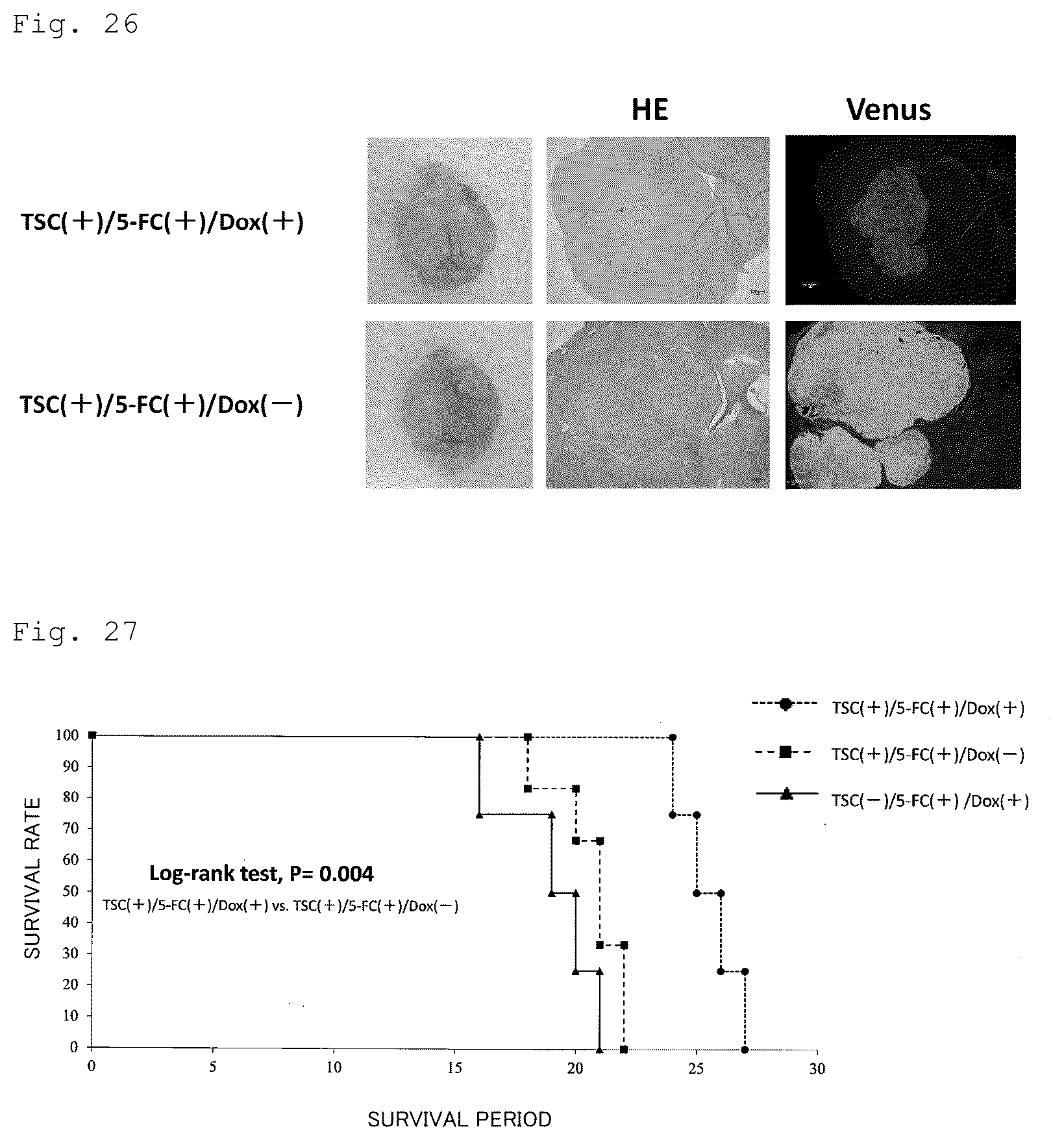 Patent US12090172 Figure 14 – Suicide gene therapeutic agent for brain tumors using pluripotent stem cell
