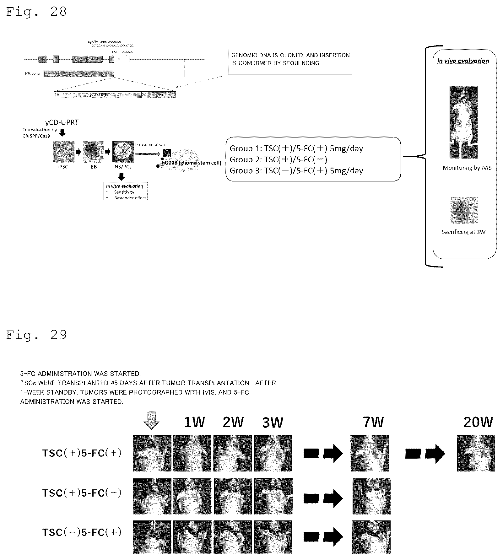 Patent US12090172 Figure 15 – Suicide gene therapeutic agent for brain tumors using pluripotent stem cell