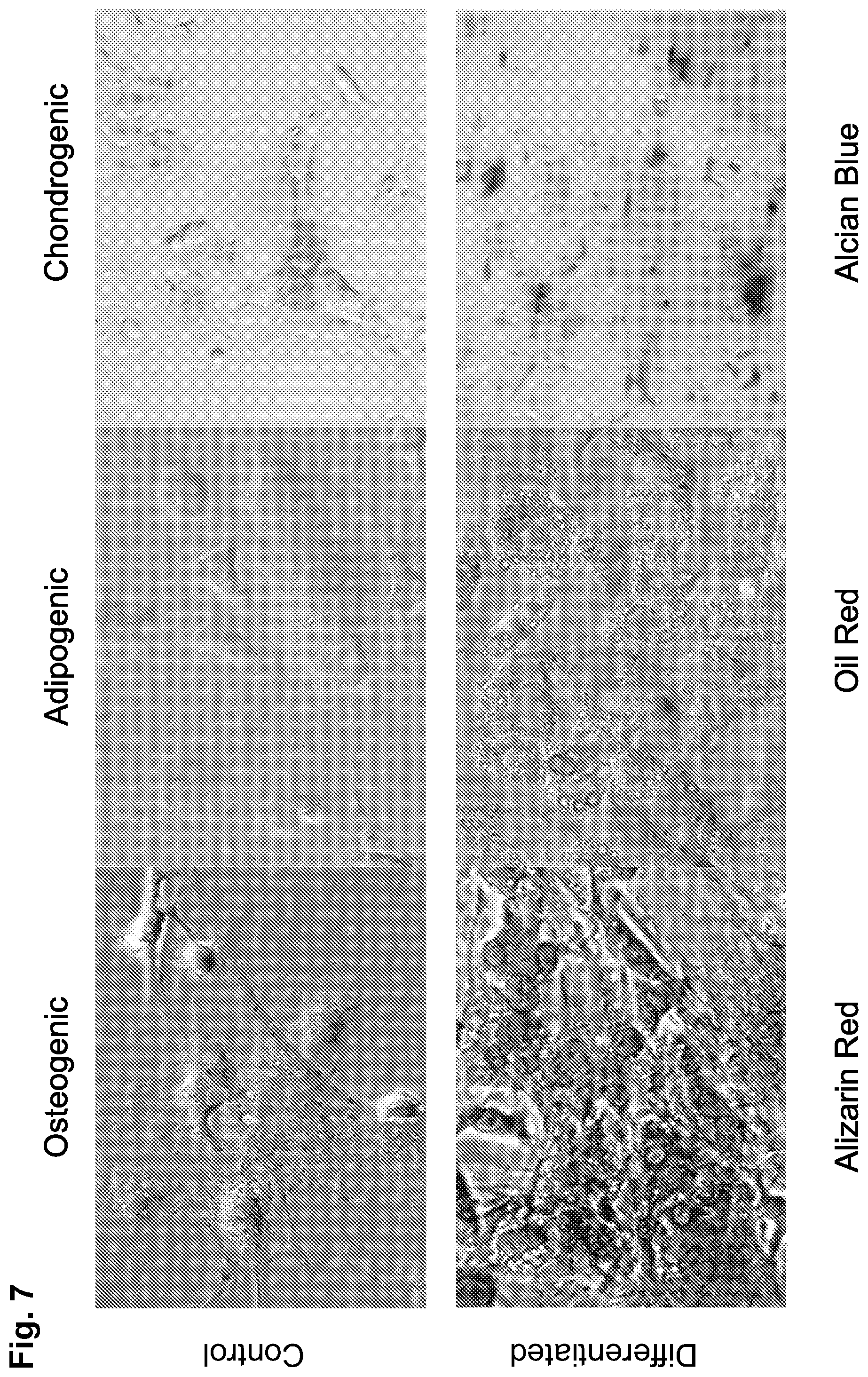 Patent US12090173 Figure 9 – Methods to improve cell therapy