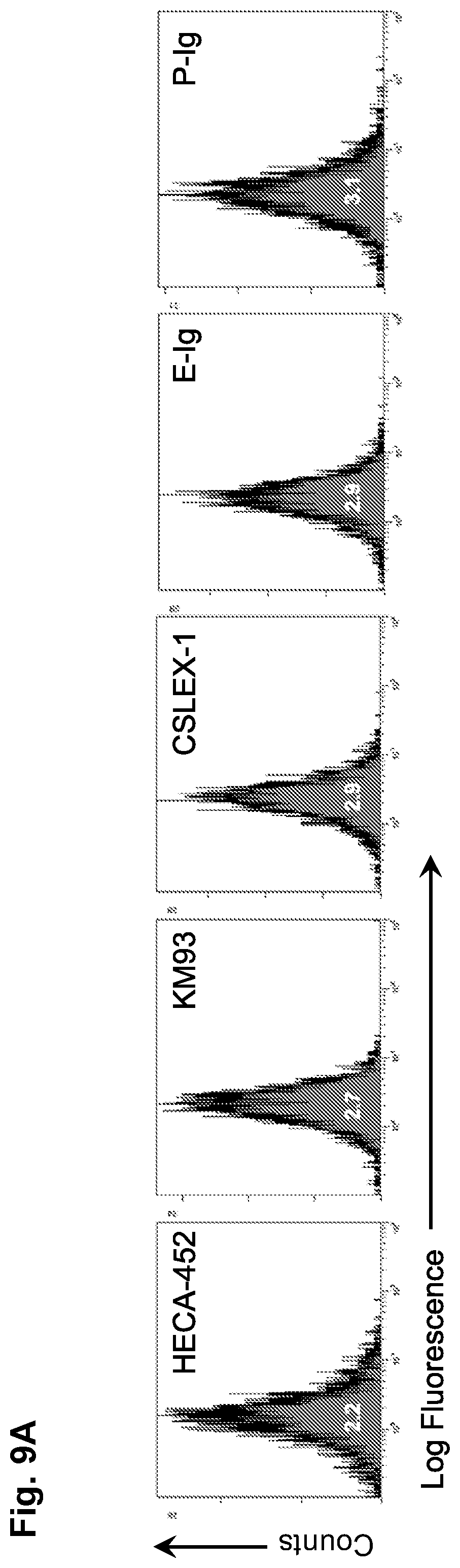 Patent US12090173 Figure 11 – Methods to improve cell therapy
