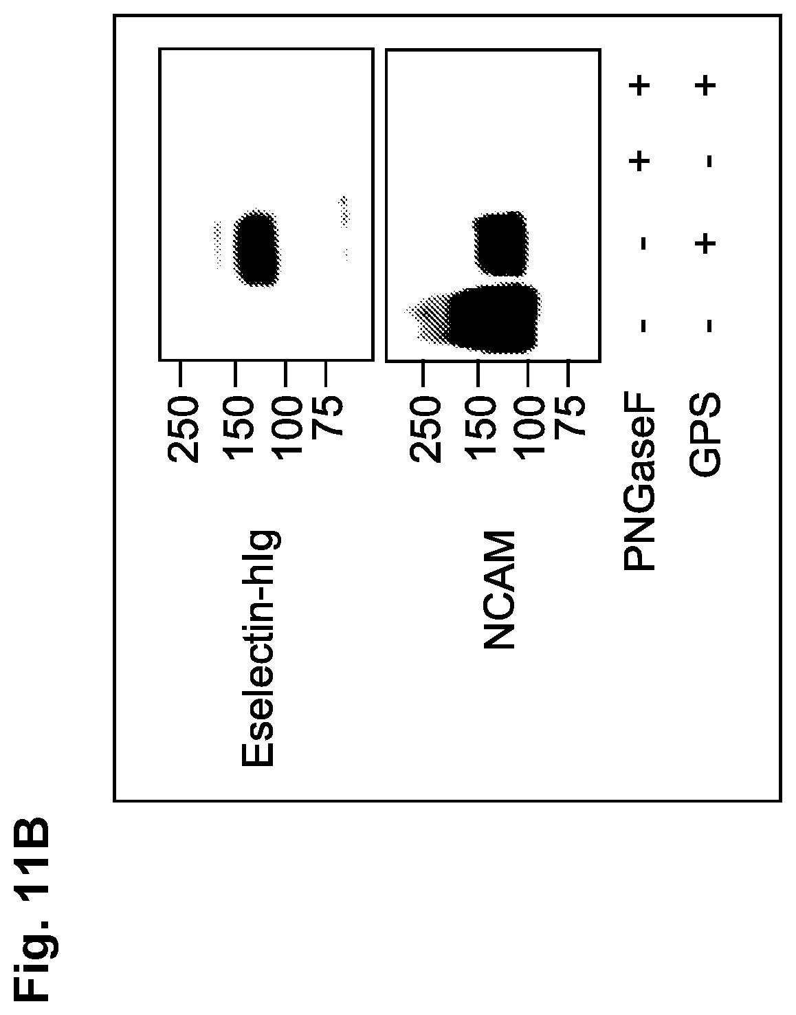 Patent US12090173 Figure 17 – Methods to improve cell therapy