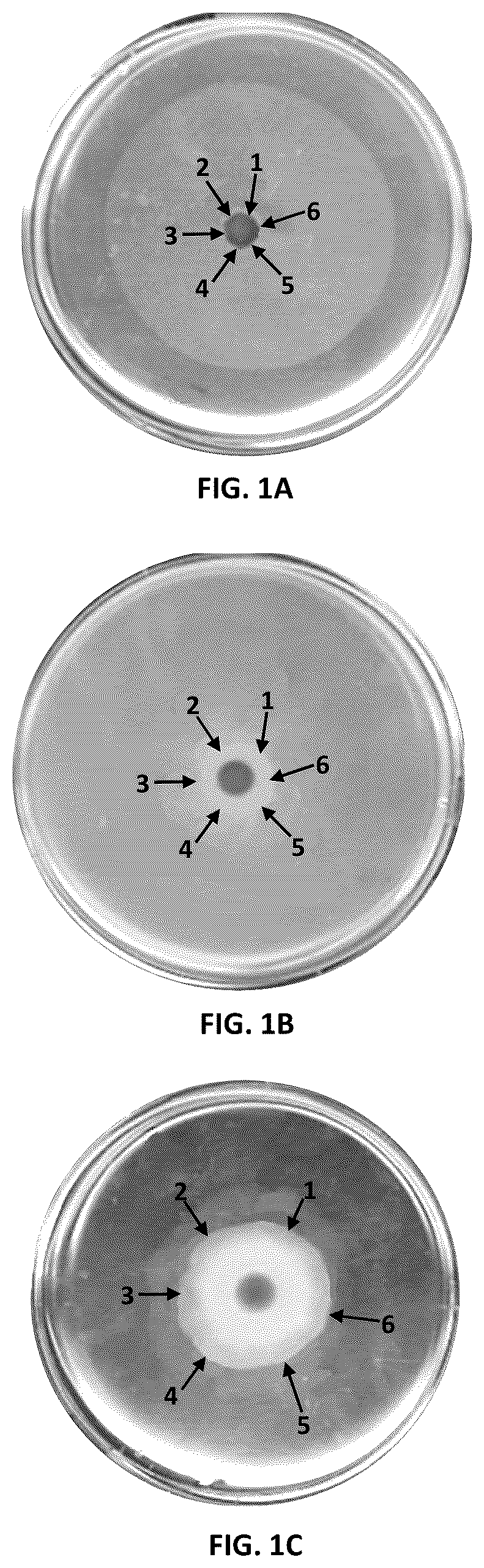 Patent US12090180 Figure 1 – Microbial hyperswarmers and uses thereof