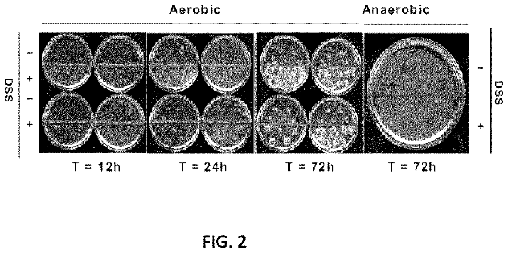 Patent US12090180 Figure 2 – Microbial hyperswarmers and uses thereof
