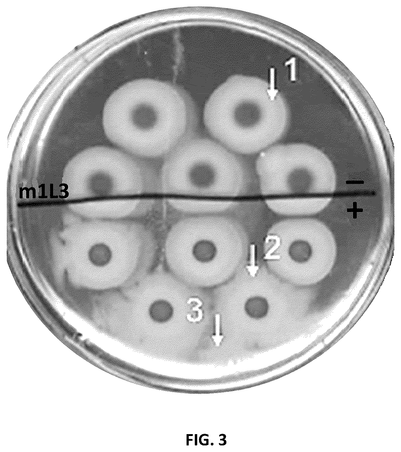 Patent US12090180 Figure 3 – Microbial hyperswarmers and uses thereof
