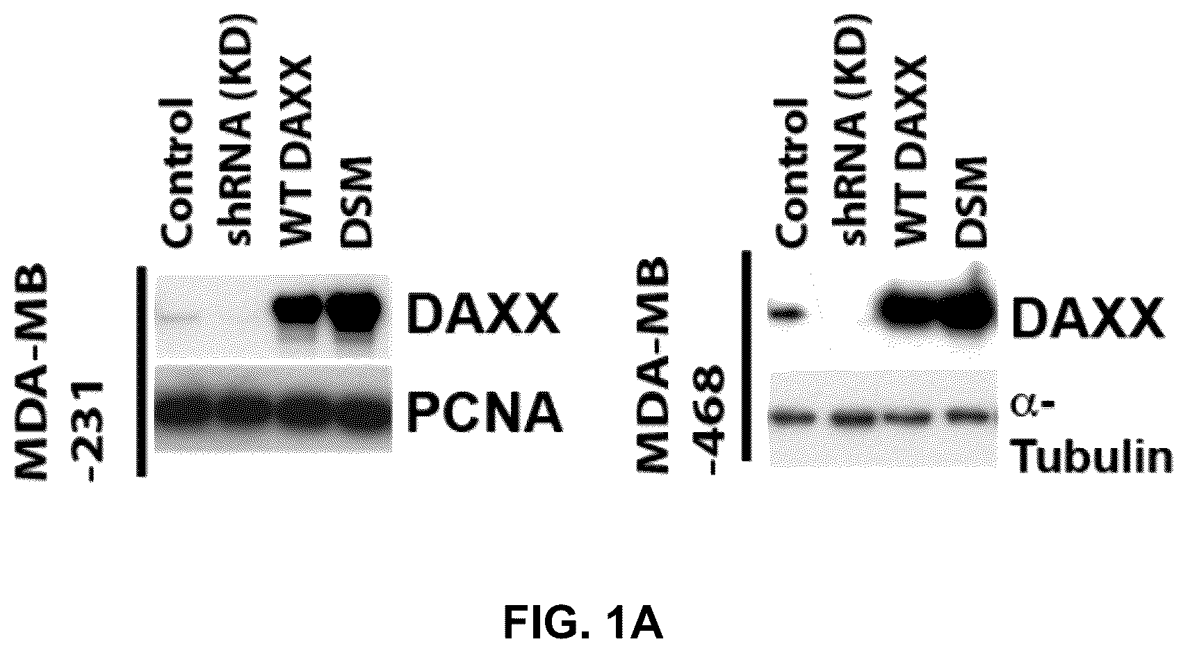 Patent US12090189 Figure 1 – Polypeptide inhibitor of de novo lipogenesis in cancer cells