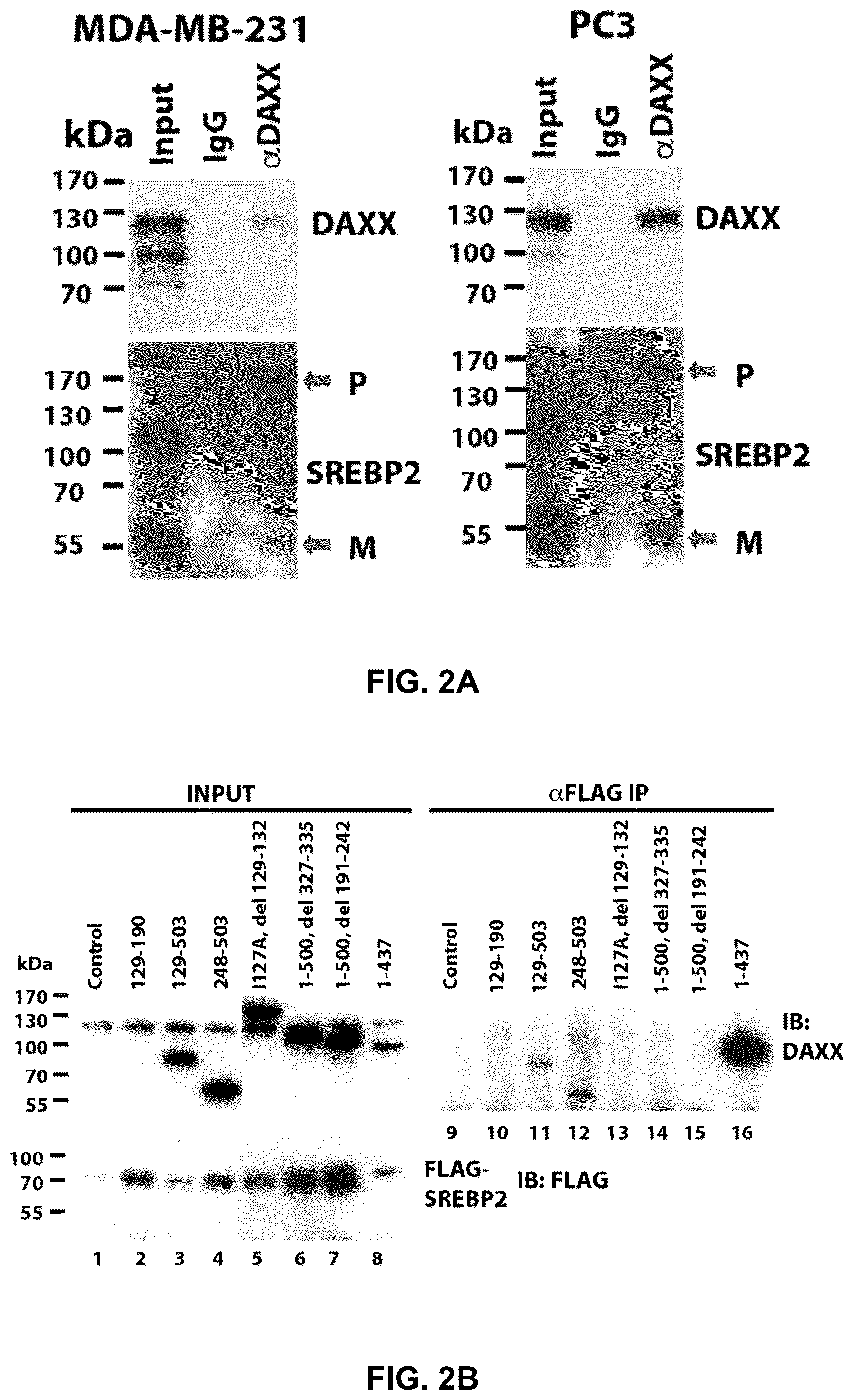 Patent US12090189 Figure 9 – Polypeptide inhibitor of de novo lipogenesis in cancer cells