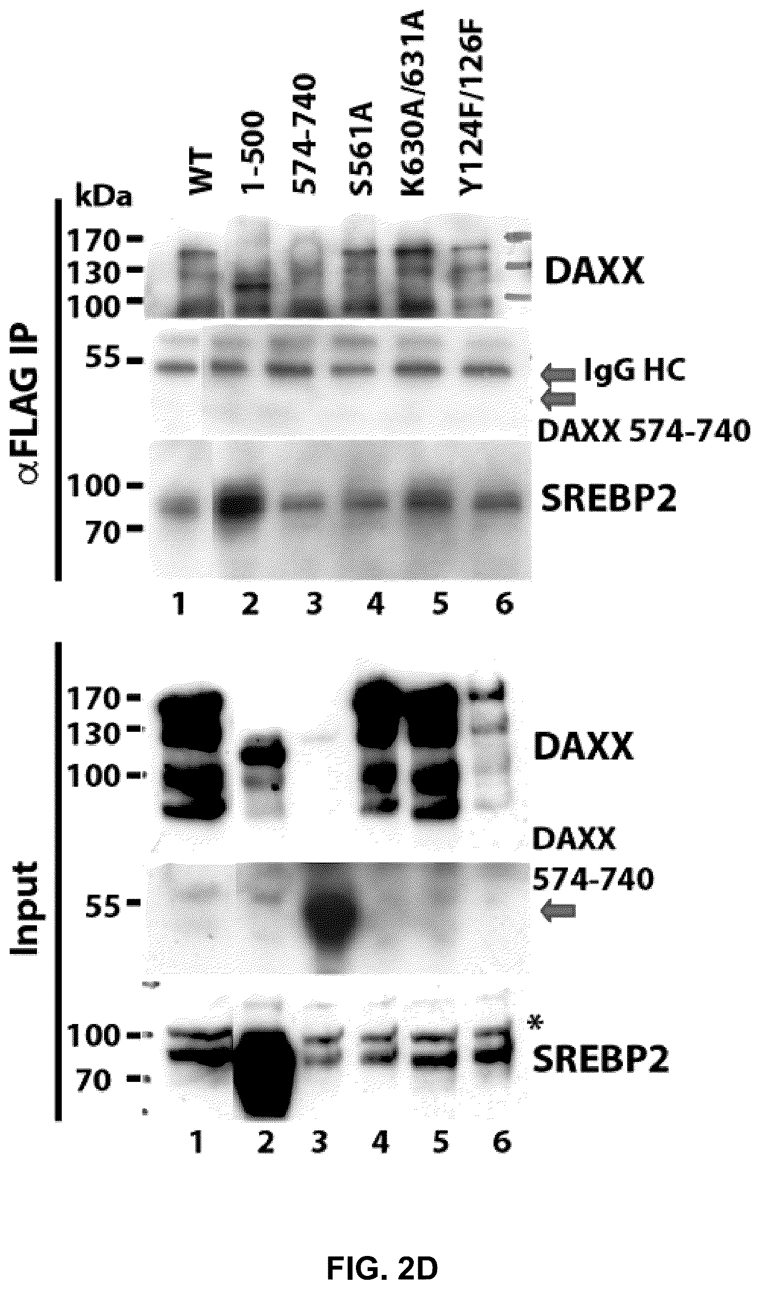 Patent US12090189 Figure 11 – Polypeptide inhibitor of de novo lipogenesis in cancer cells