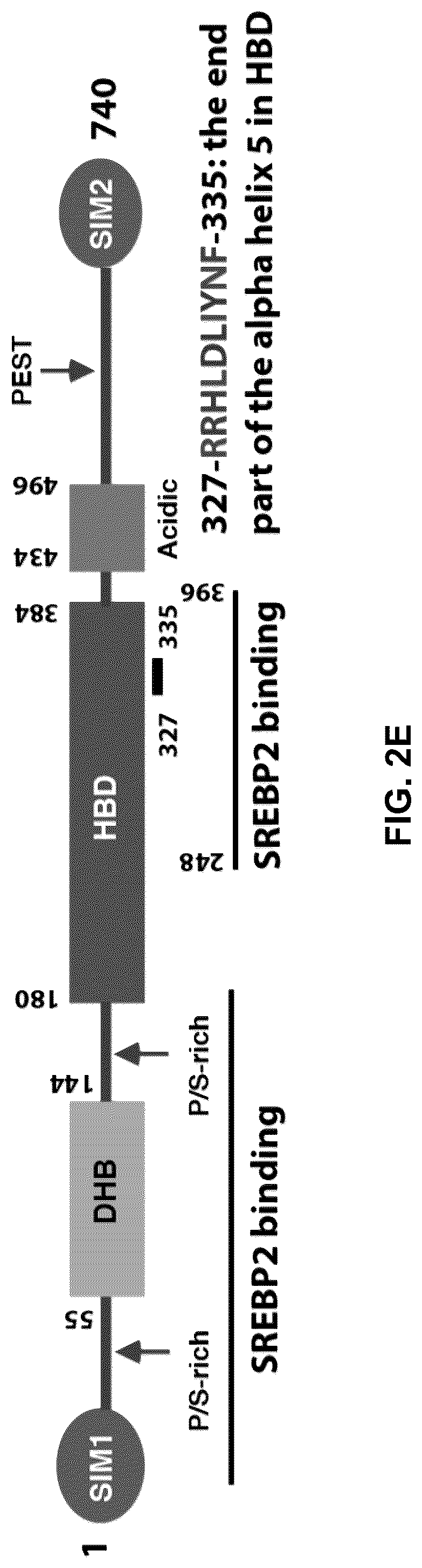Patent US12090189 Figure 12 – Polypeptide inhibitor of de novo lipogenesis in cancer cells