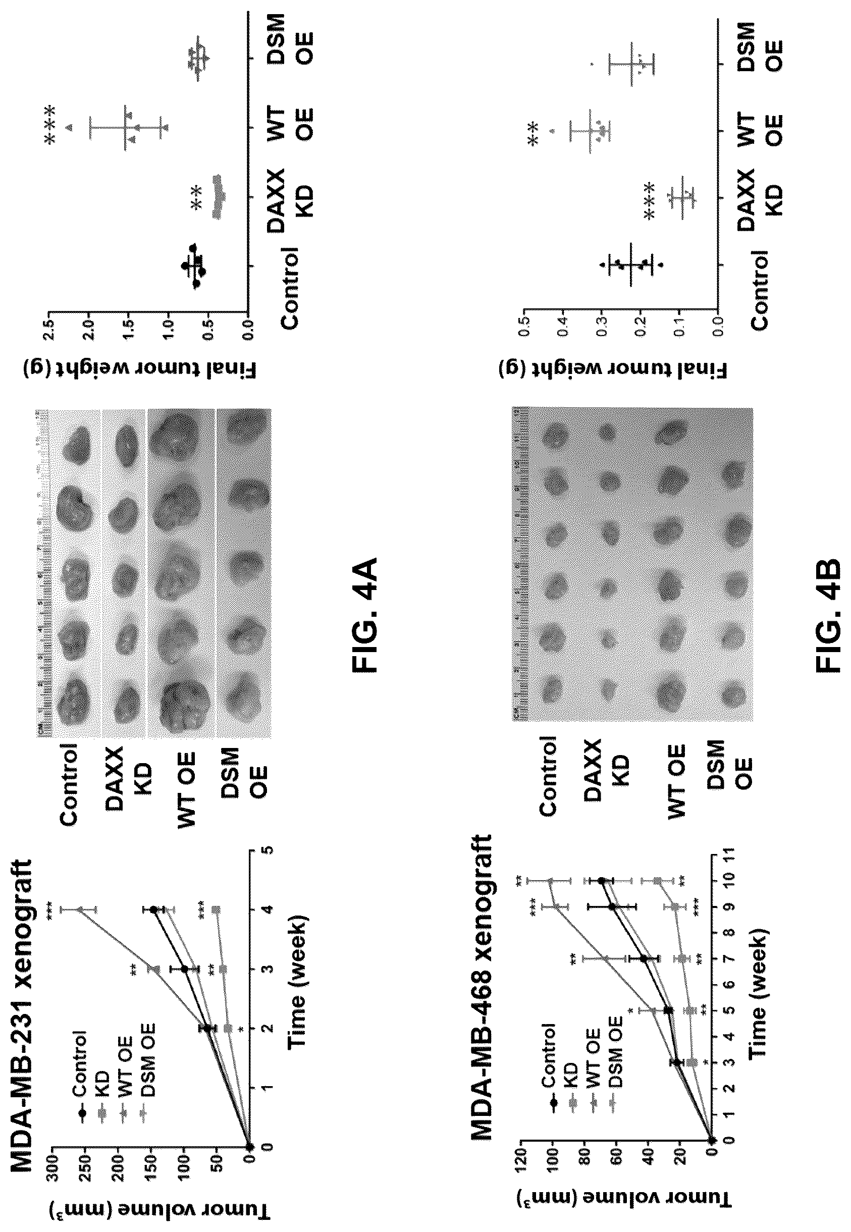 Patent US12090189 Figure 17 – Polypeptide inhibitor of de novo lipogenesis in cancer cells