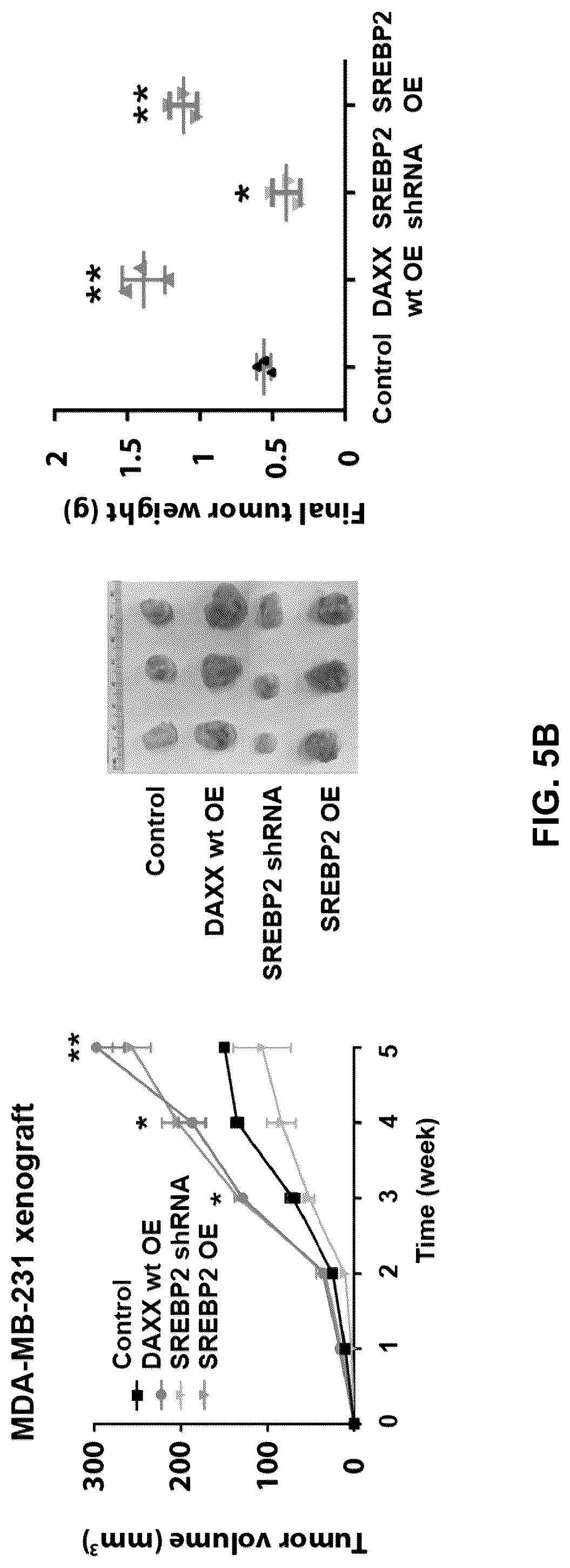Patent US12090189 Figure 20 – Polypeptide inhibitor of de novo lipogenesis in cancer cells