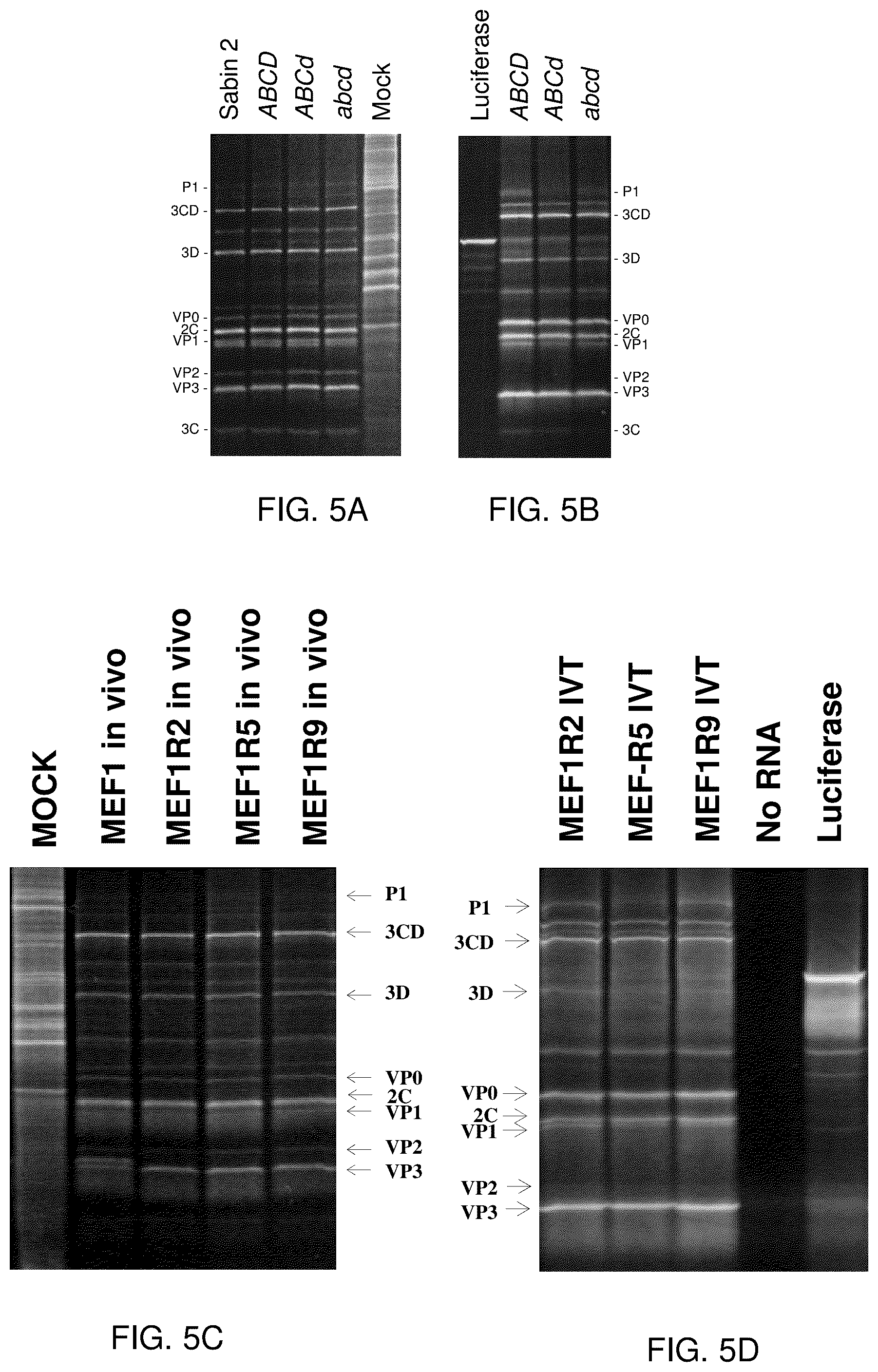 Patent US12090197 Figure 7 – Modulation of replicative fitness by deoptimization of synonymous codons