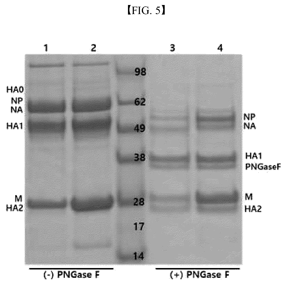 Patent US12090199 Figure 5 – H5N6 recombinant influenza virus, a composition for preparing the same, and a vaccine composition containing the same
