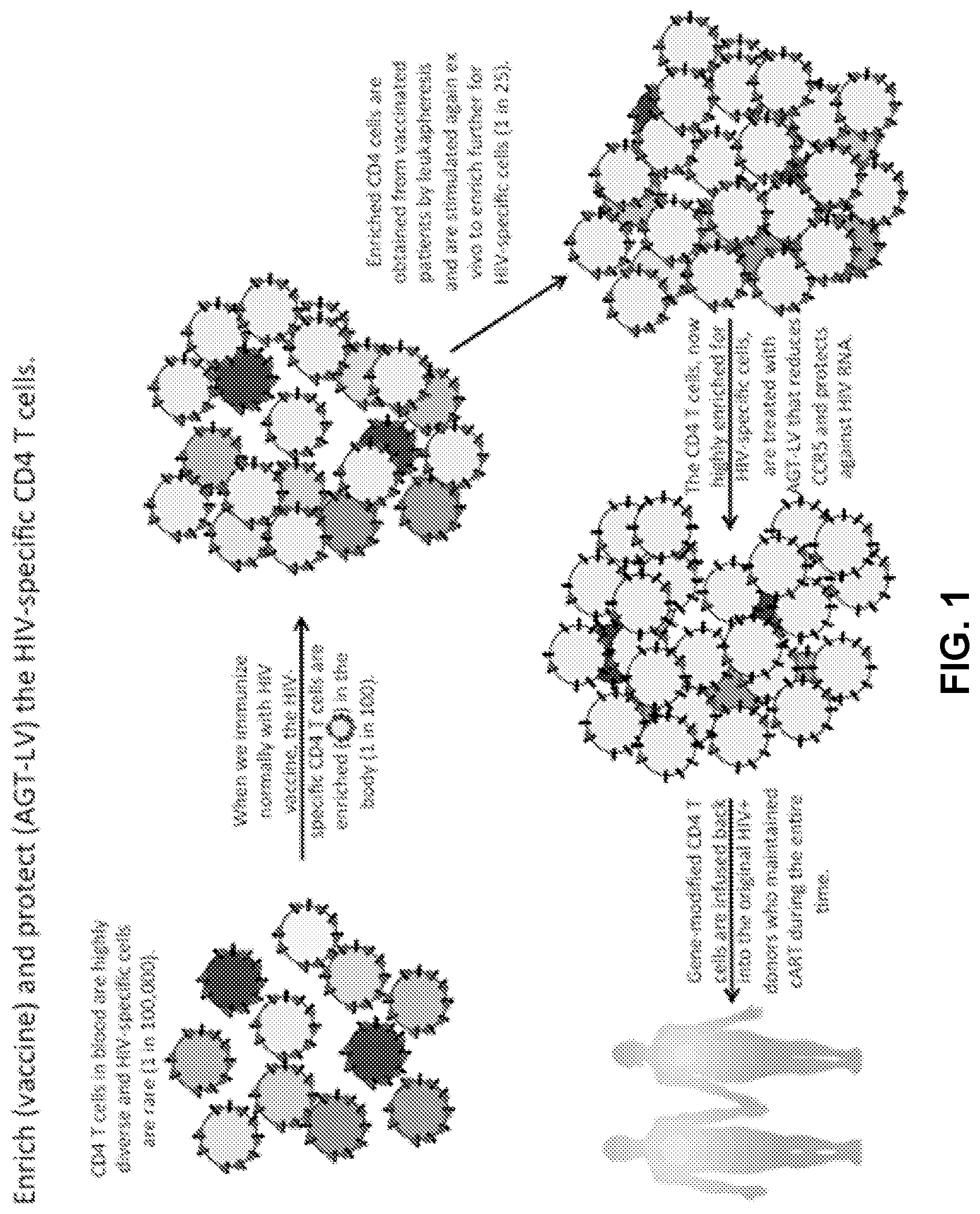 Patent US12090200 Figure 1 – Methods of producing cells resistant to HIV infection