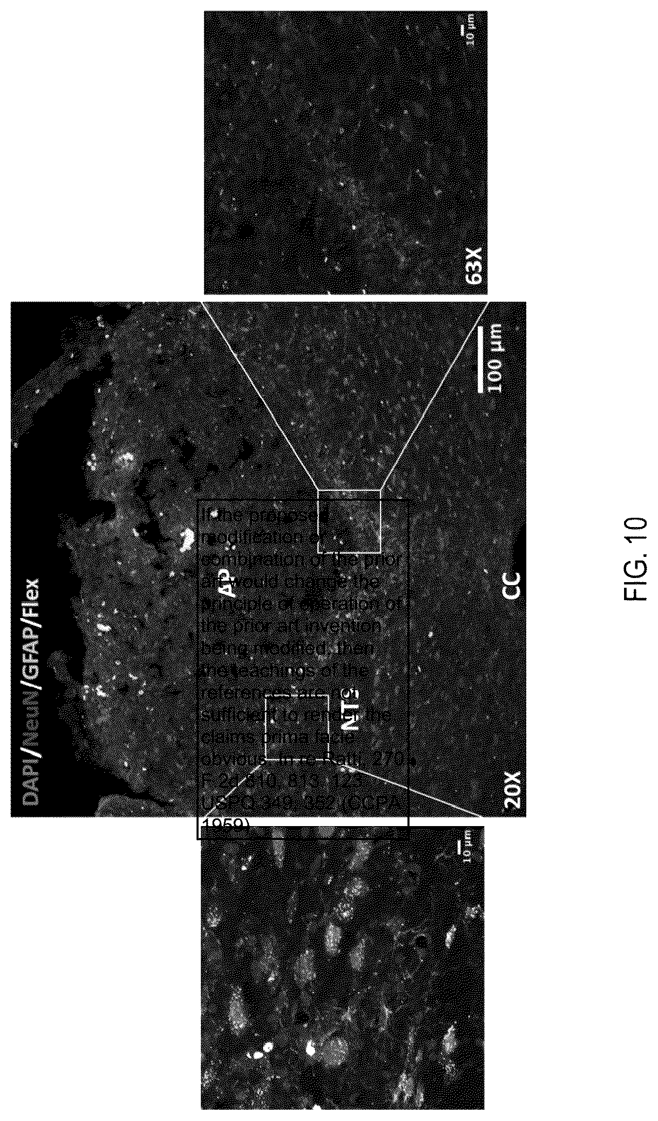 Patent US12090208 Figure 10 – Peptide drug improvement using vitamin B 12 and Haptocorrin binding substrate conjugates