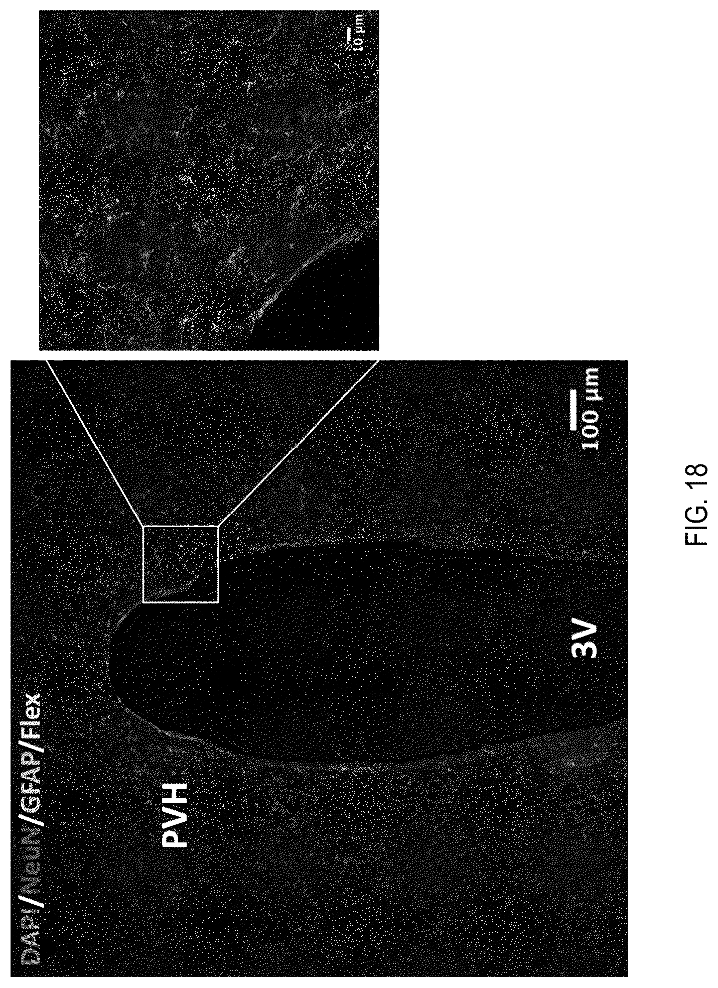 Patent US12090208 Figure 18 – Peptide drug improvement using vitamin B 12 and Haptocorrin binding substrate conjugates