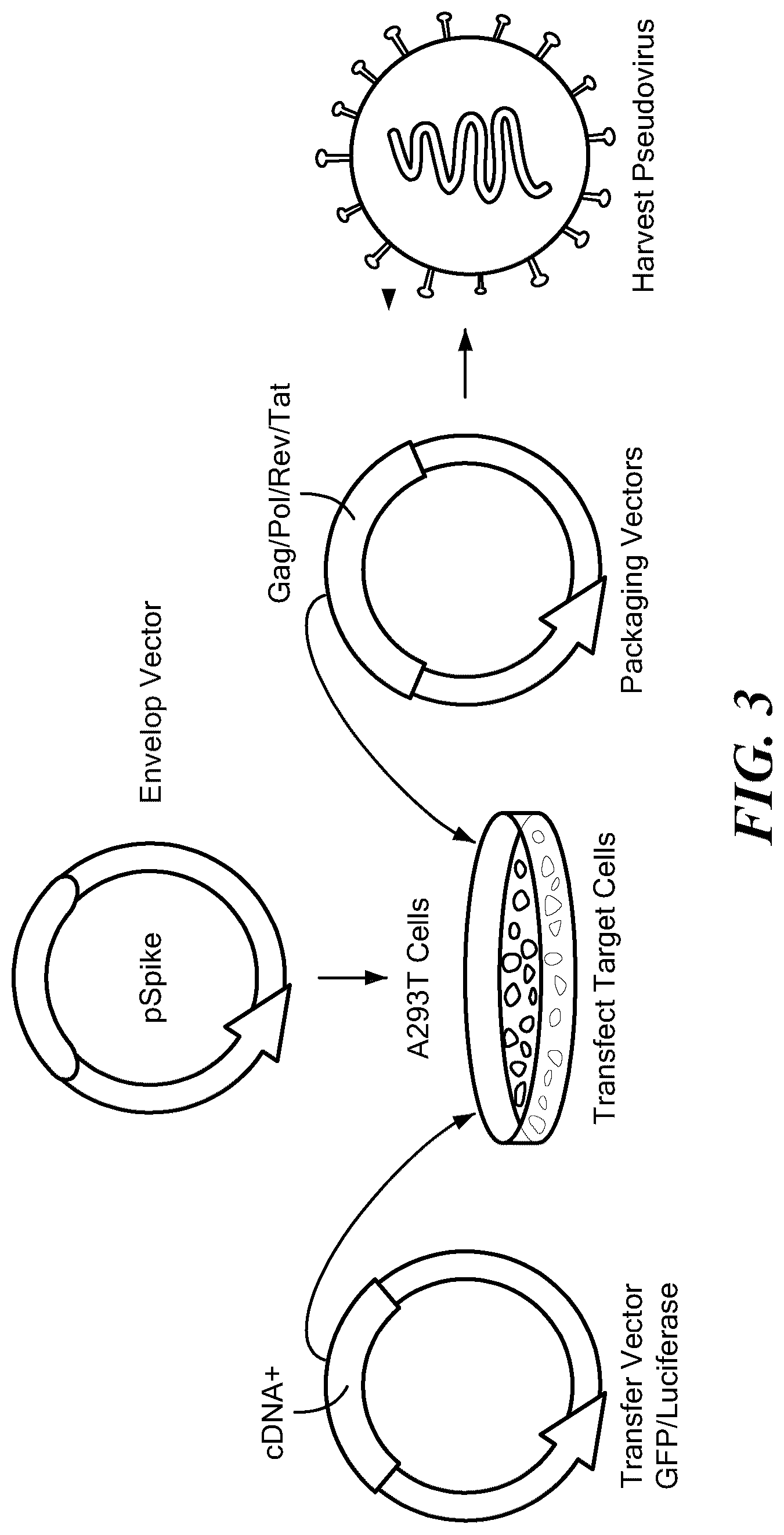 Patent US12090209 Figure 3 – Twin base linkers for virus inactivation