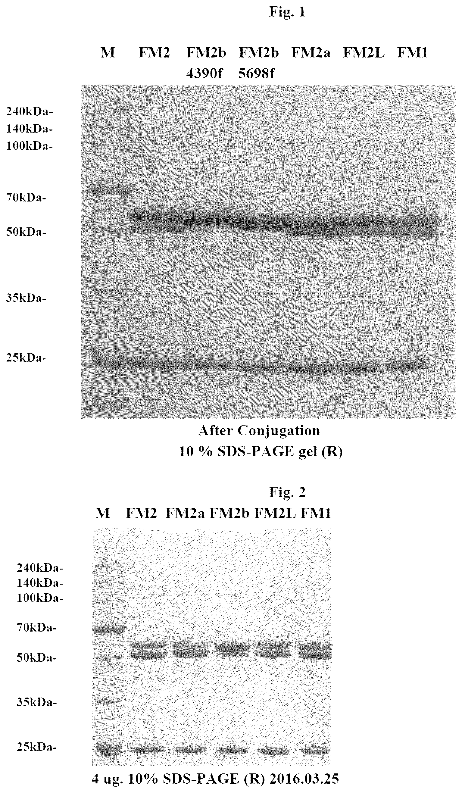 Patent US12090210 Figure 1 – Antibody-drug conjugate comprising modified antibody
