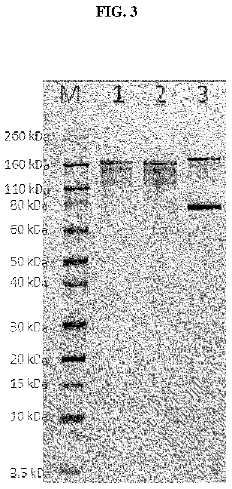 Patent US12090212 Figure 3 – Conjugated biological molecules, pharmaceutical compositions and methods