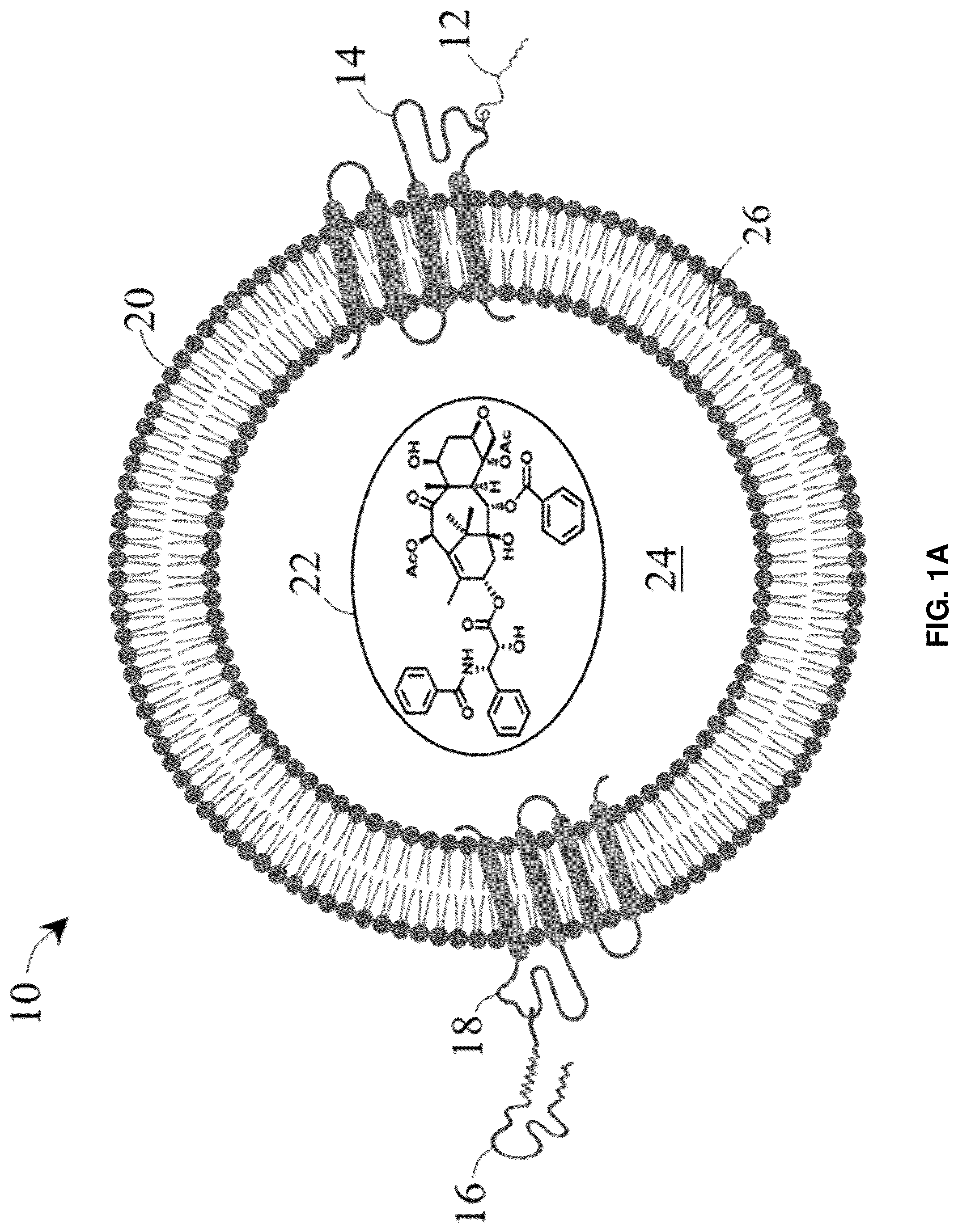Patent US12090213 Figure 1 – Smart exosomes for active PDAC targeting and evading mononuclear phagocytotic system