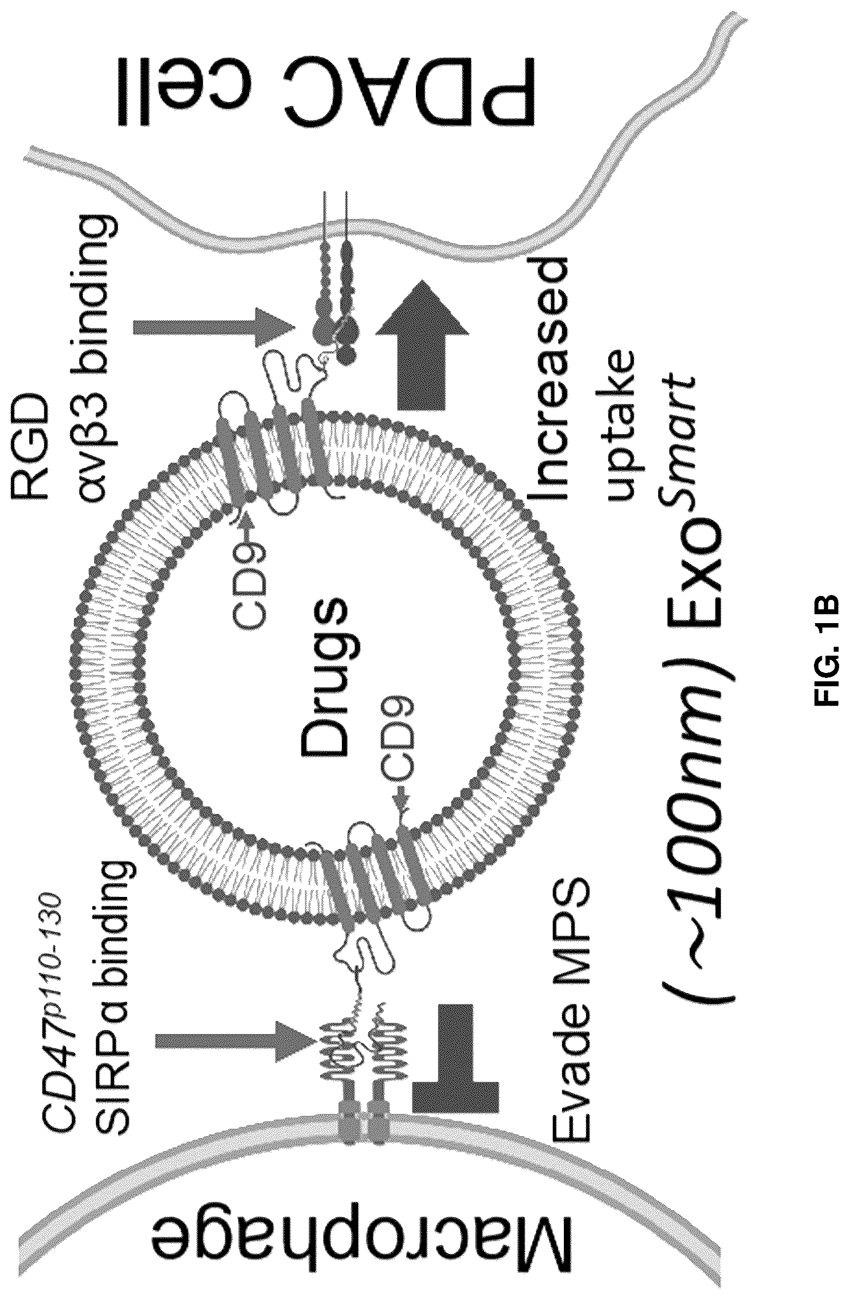 Patent US12090213 Figure 2 – Smart exosomes for active PDAC targeting and evading mononuclear phagocytotic system