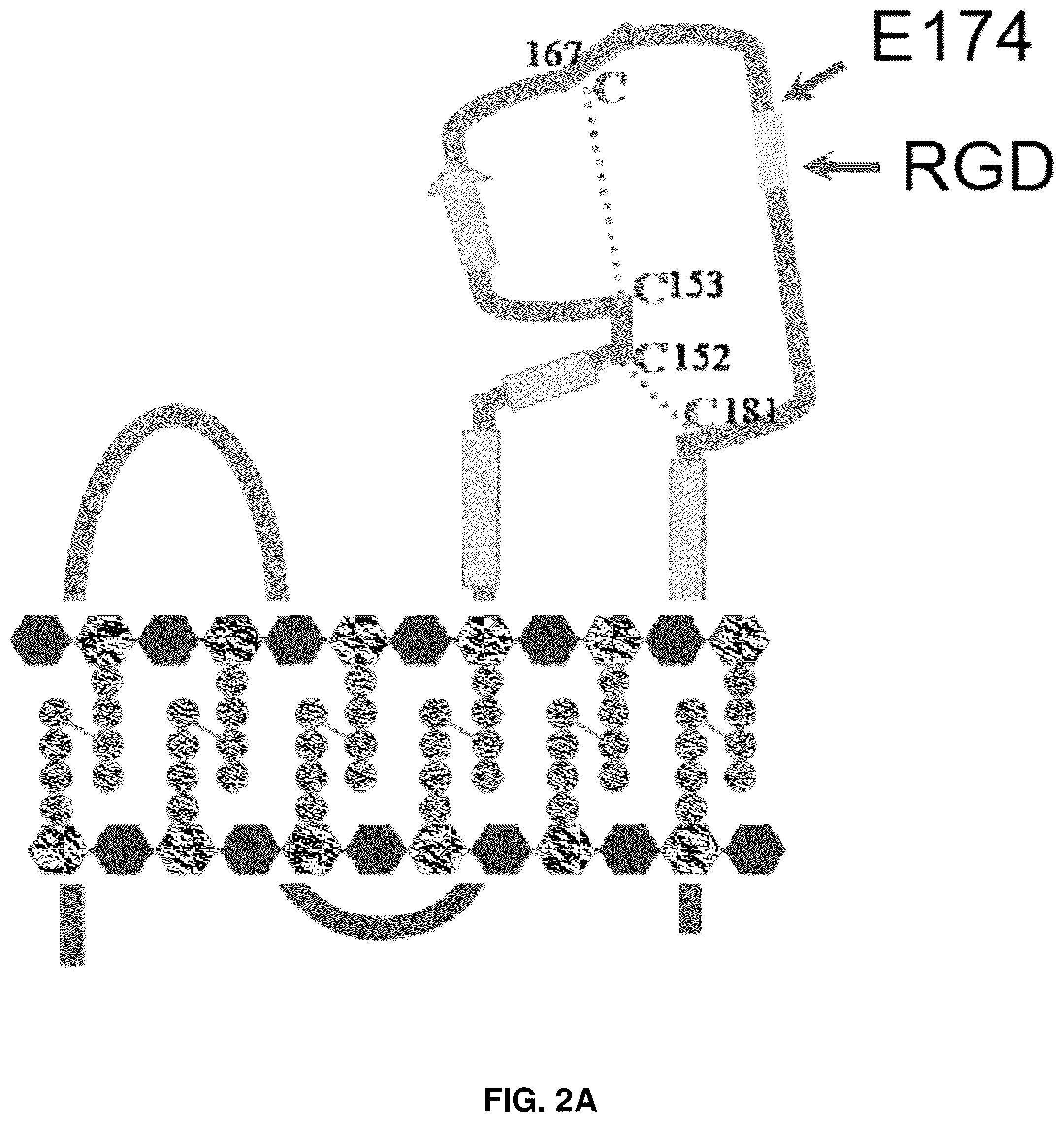 Patent US12090213 Figure 3 – Smart exosomes for active PDAC targeting and evading mononuclear phagocytotic system