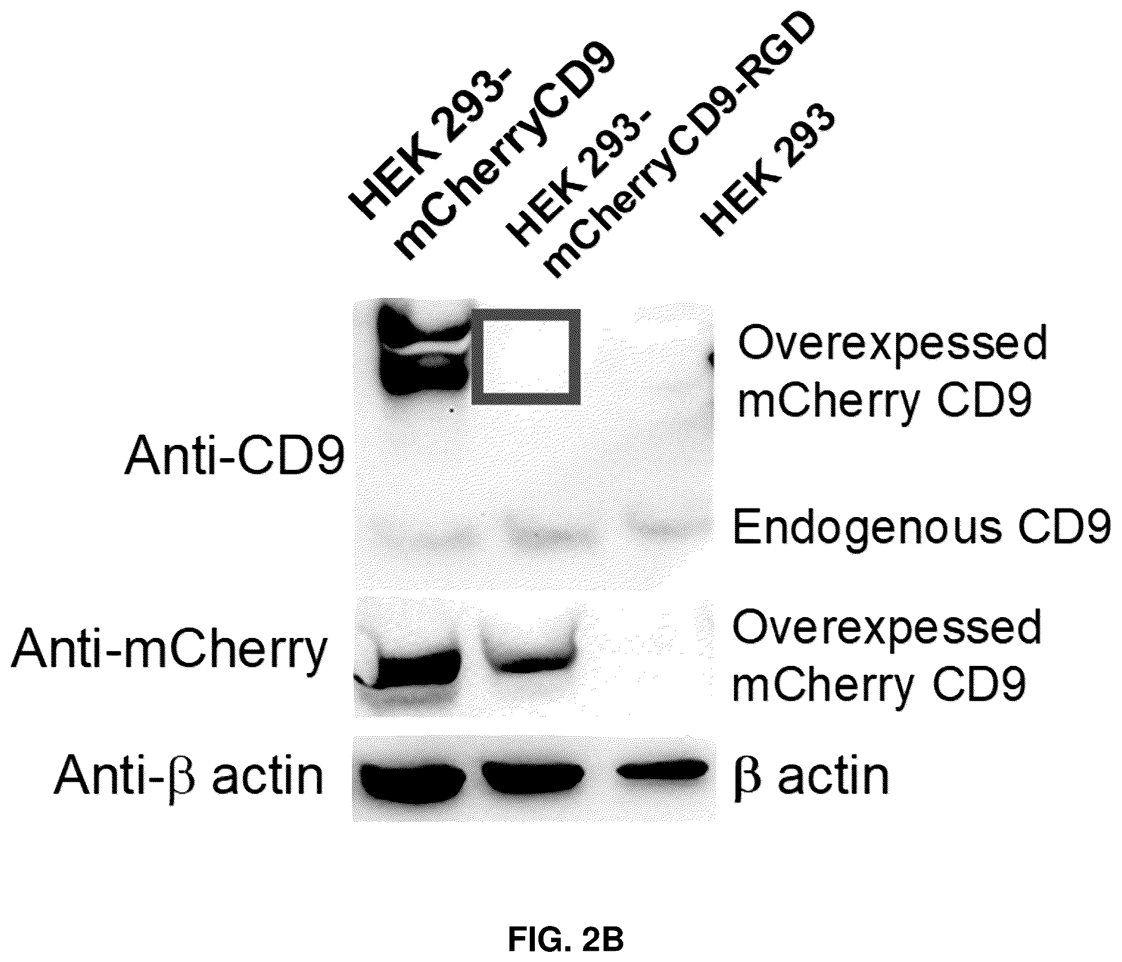 Patent US12090213 Figure 4 – Smart exosomes for active PDAC targeting and evading mononuclear phagocytotic system
