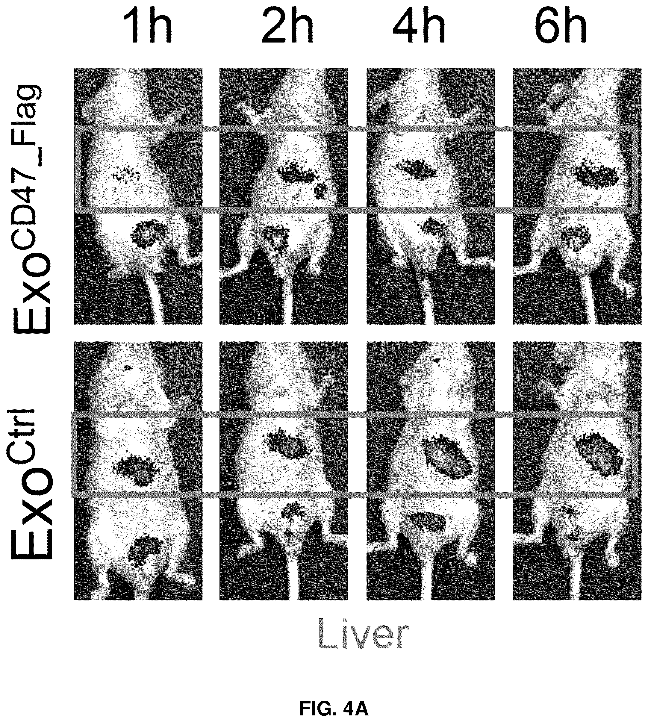 Patent US12090213 Figure 12 – Smart exosomes for active PDAC targeting and evading mononuclear phagocytotic system