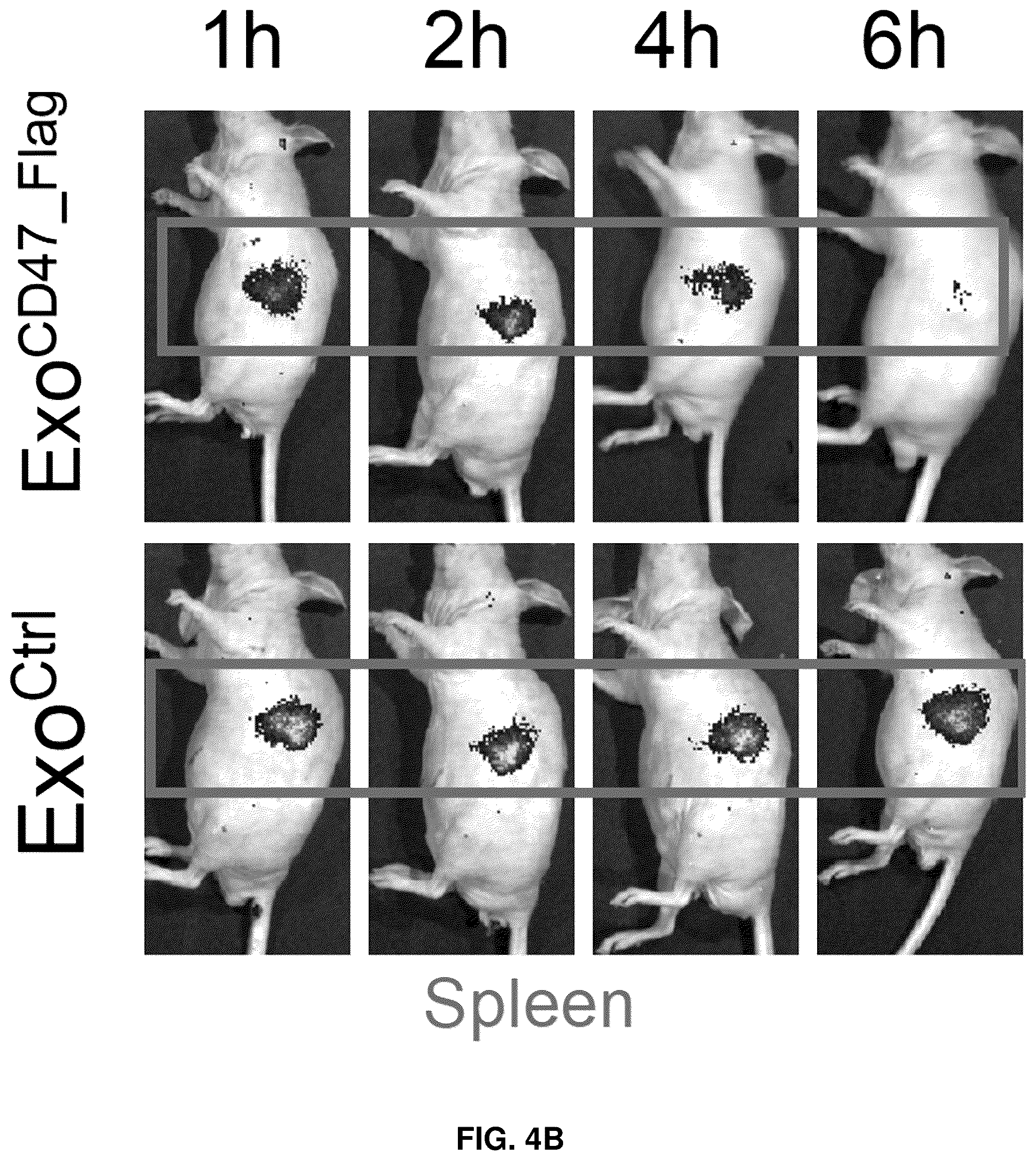 Patent US12090213 Figure 13 – Smart exosomes for active PDAC targeting and evading mononuclear phagocytotic system