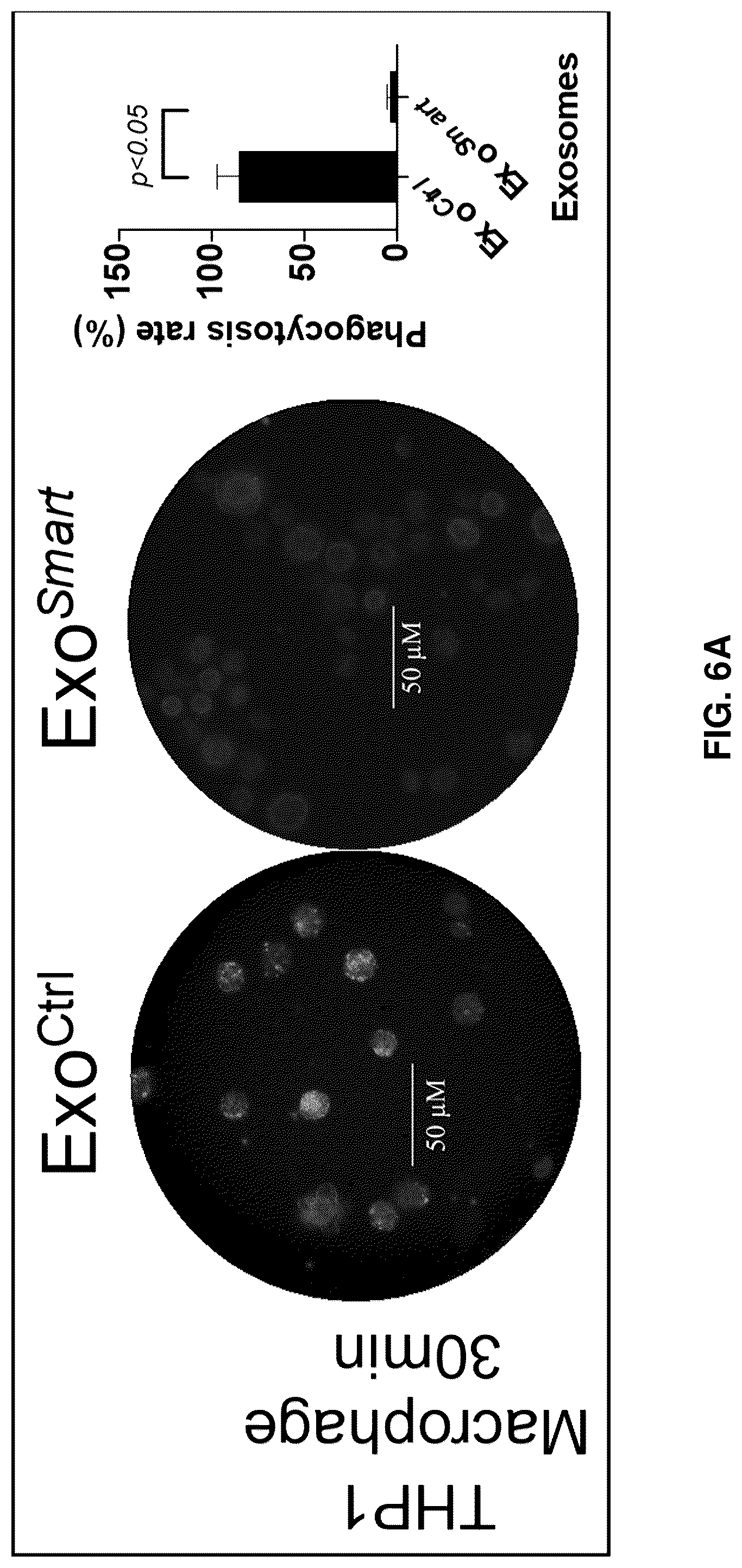 Patent US12090213 Figure 18 – Smart exosomes for active PDAC targeting and evading mononuclear phagocytotic system