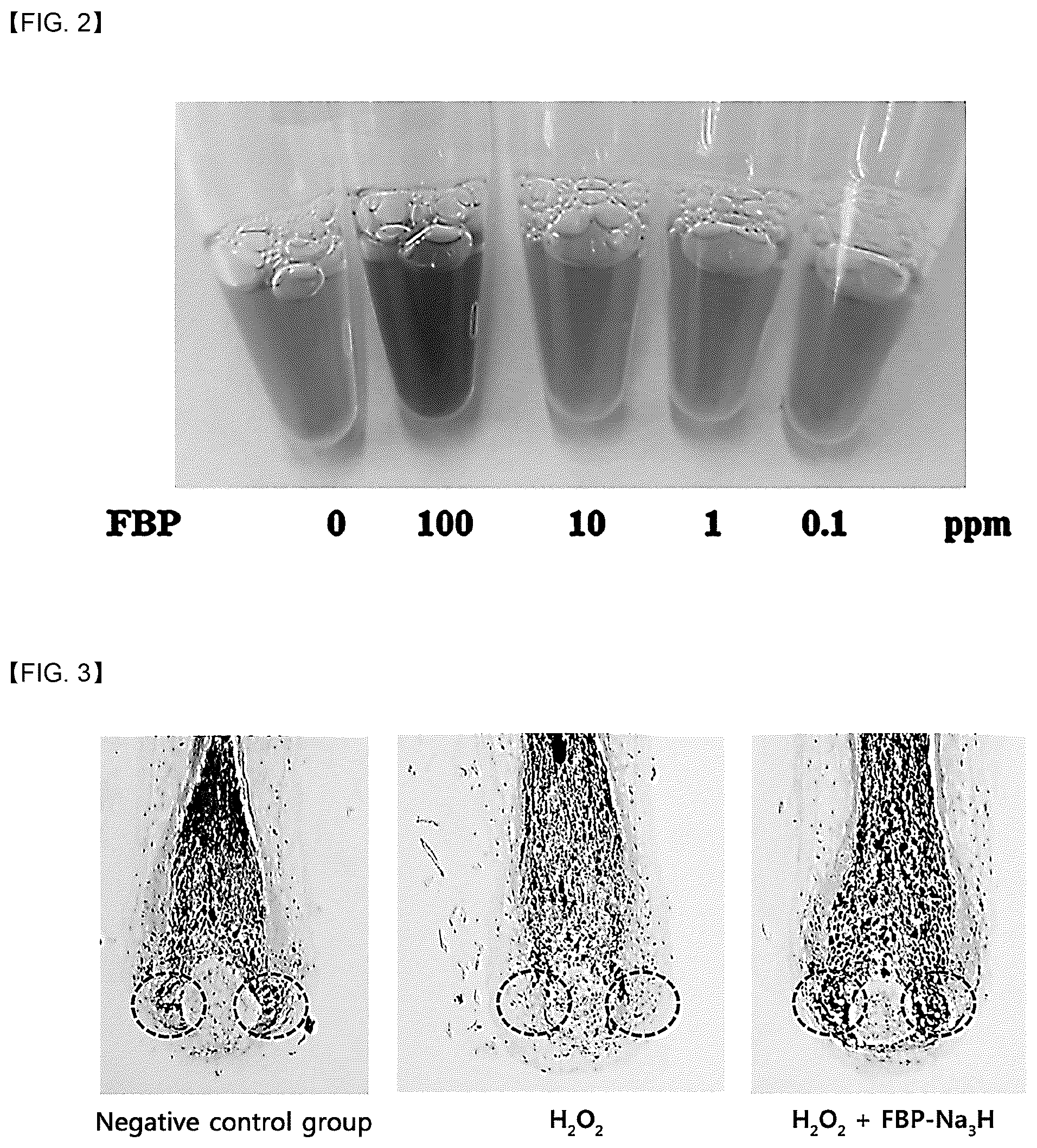 Patent US12090221 Figure 2 – Composition for preventing gray hair, promoting black hair and preventing, improving or treating vitiligo or hypochromatism comprising fructose 1,6-bisphosphate or salt, solvate, stereoisomer or hydrate thereof as active ingredient