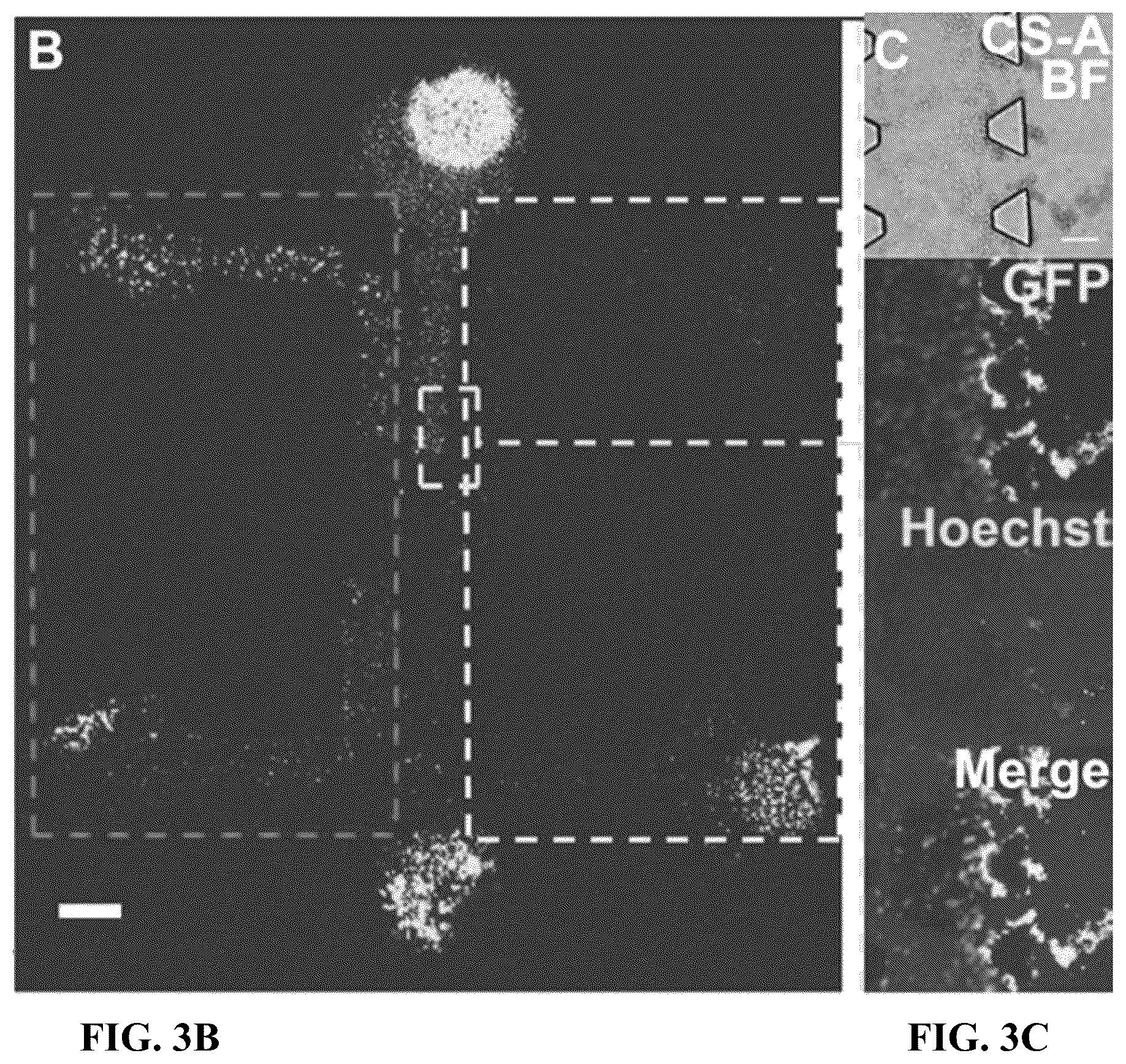 Patent US12090229 Figure 5 – Chondroitin sulfate glycosaminoglycan hydrogel matrices for the treatment of traumatic brain injury