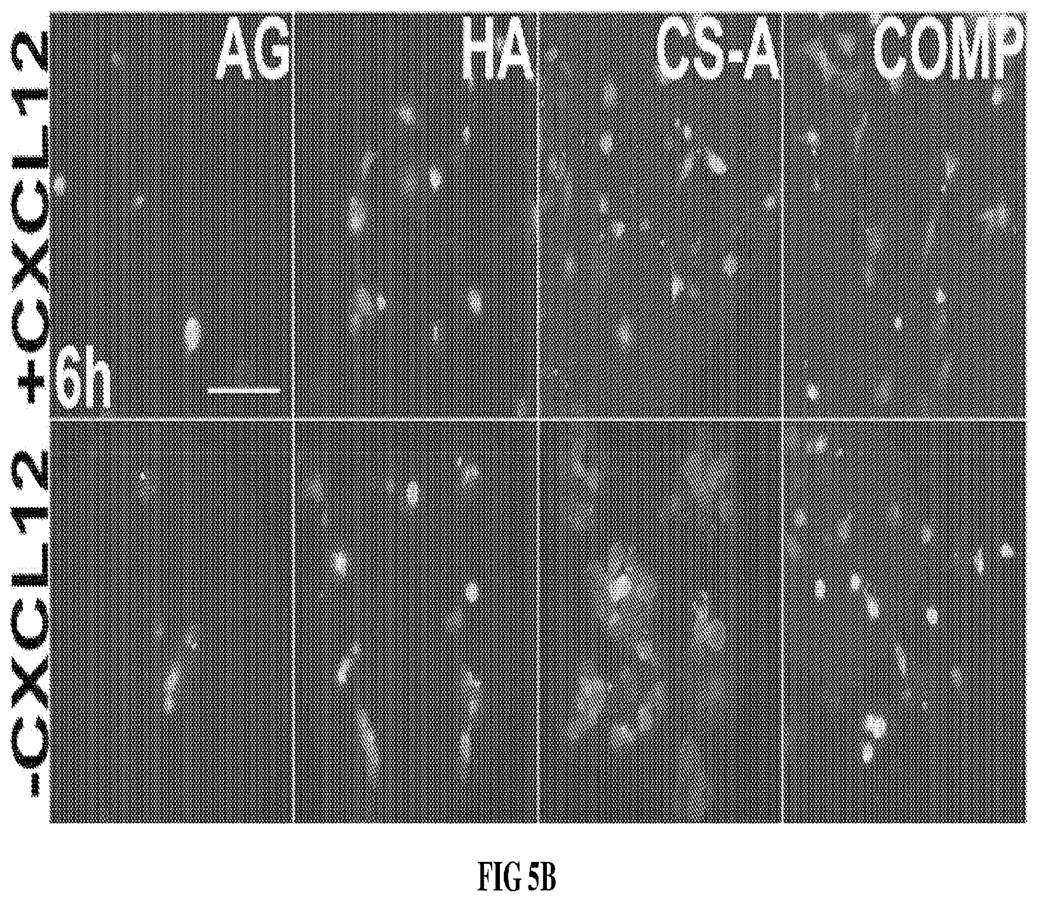 Patent US12090229 Figure 9 – Chondroitin sulfate glycosaminoglycan hydrogel matrices for the treatment of traumatic brain injury