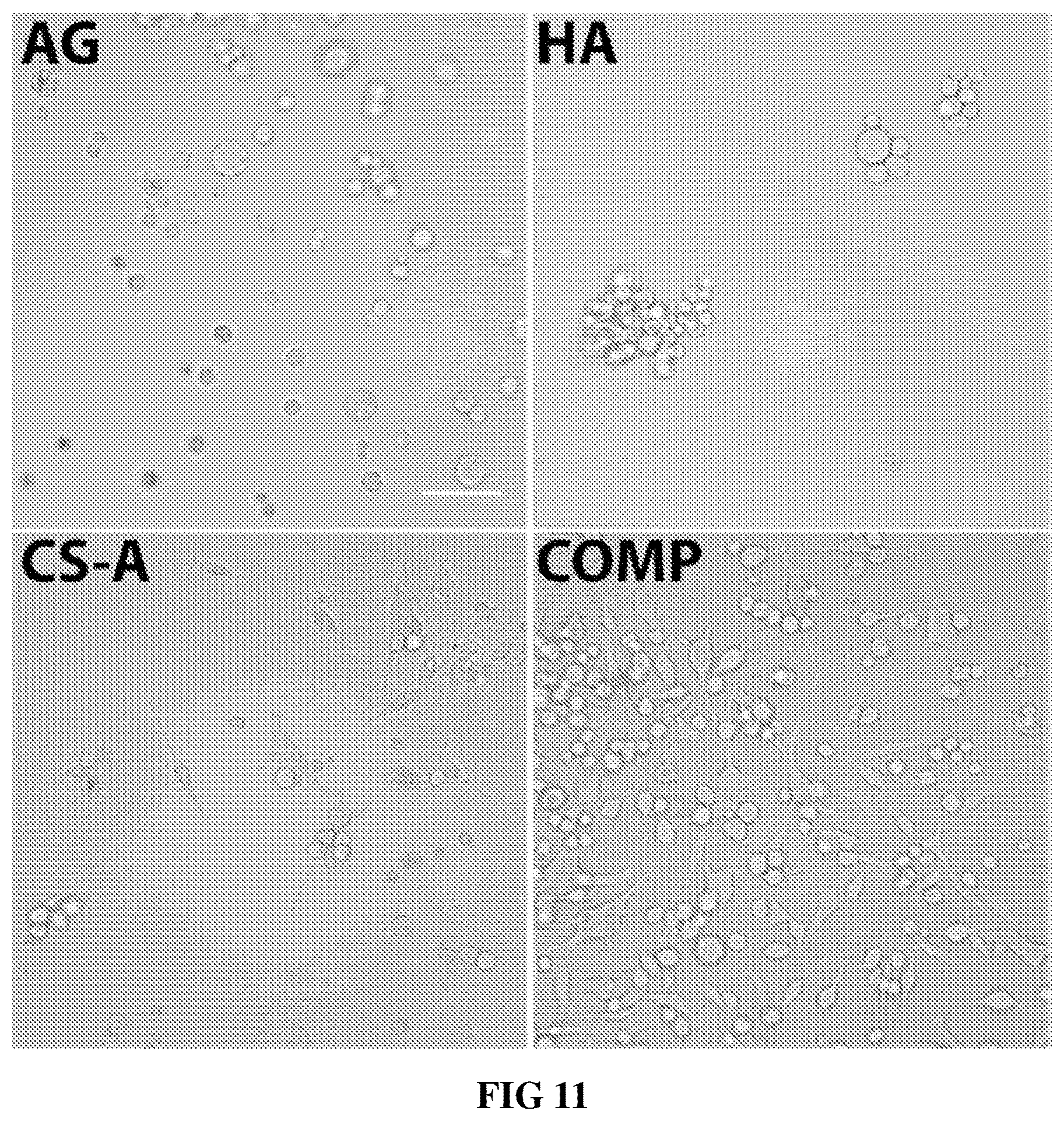 Patent US12090229 Figure 17 – Chondroitin sulfate glycosaminoglycan hydrogel matrices for the treatment of traumatic brain injury