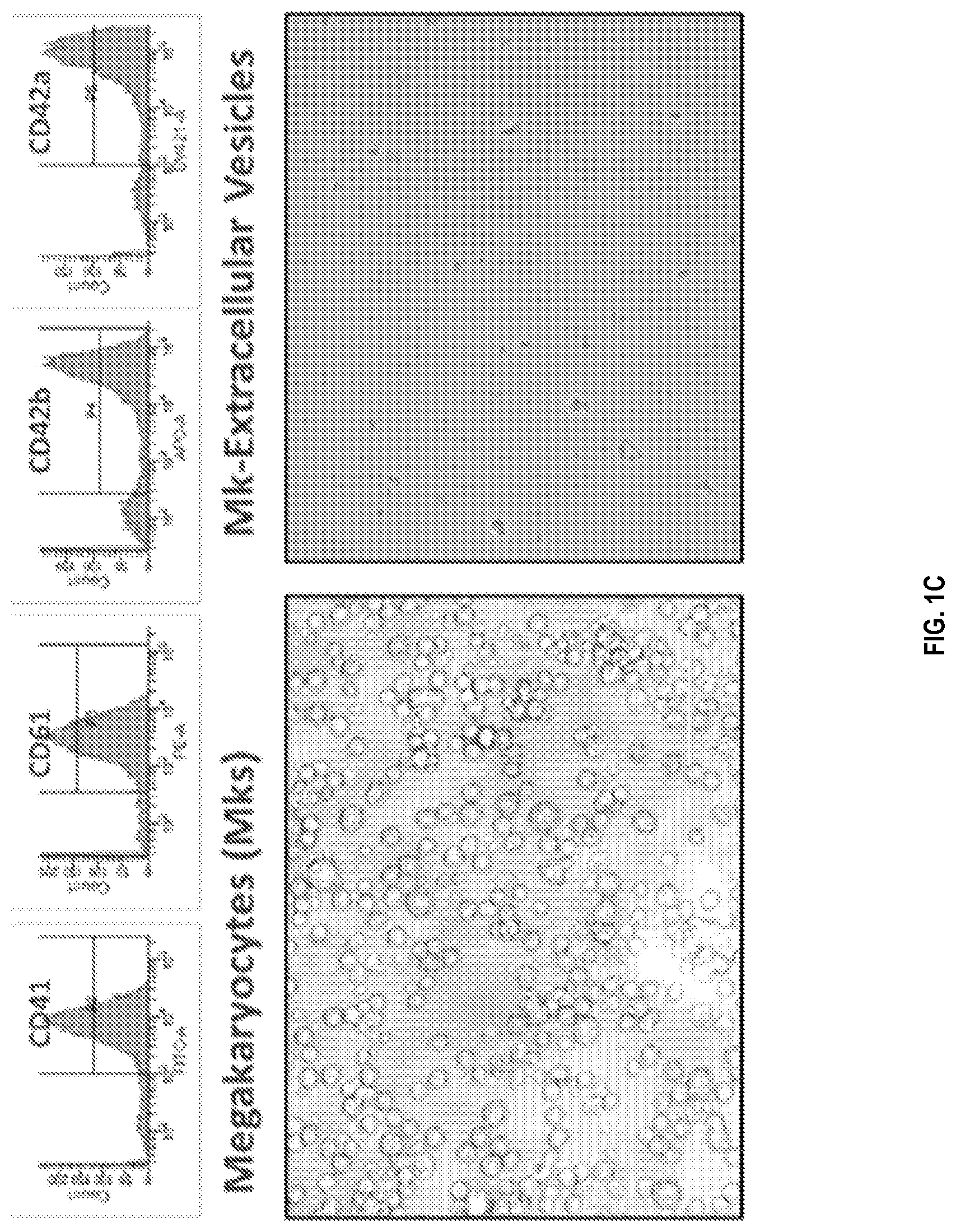 Patent US12090234 Figure 2 – Compositions and methods related to megakaryocyte-derived extracellular vesicles