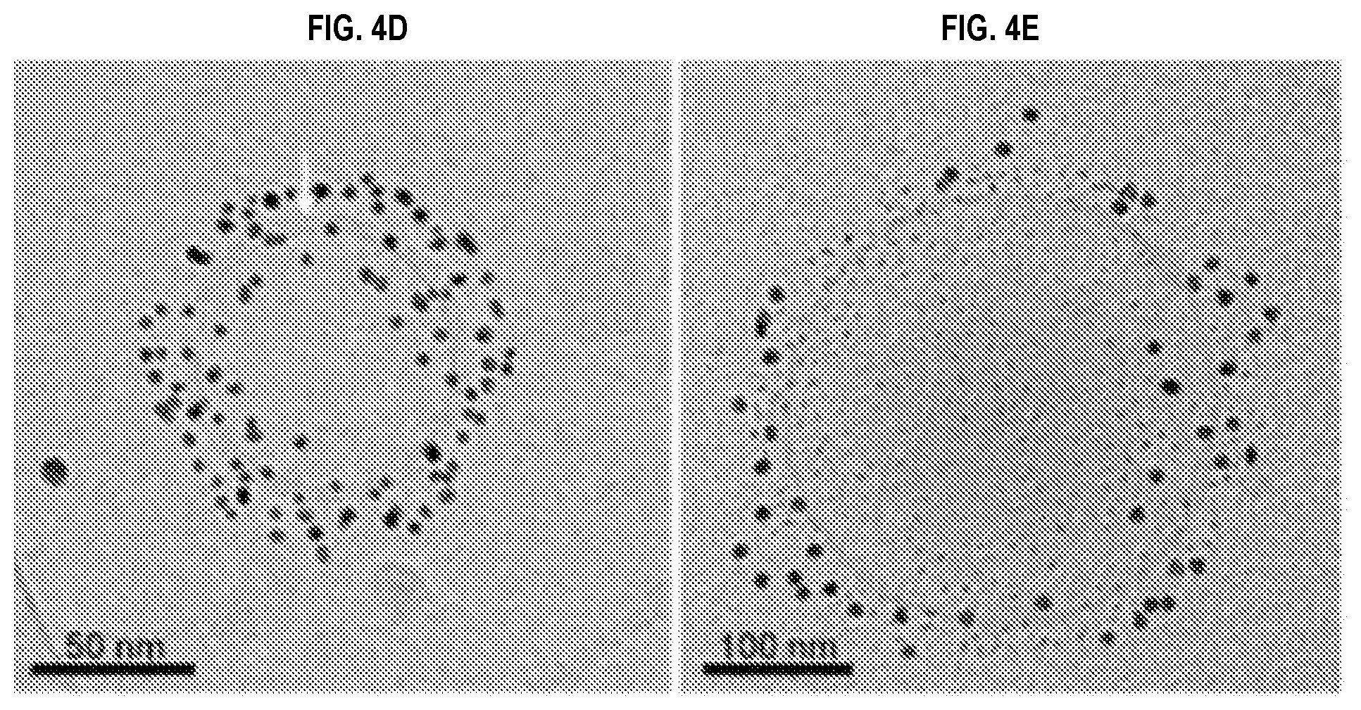 Patent US12090234 Figure 11 – Compositions and methods related to megakaryocyte-derived extracellular vesicles